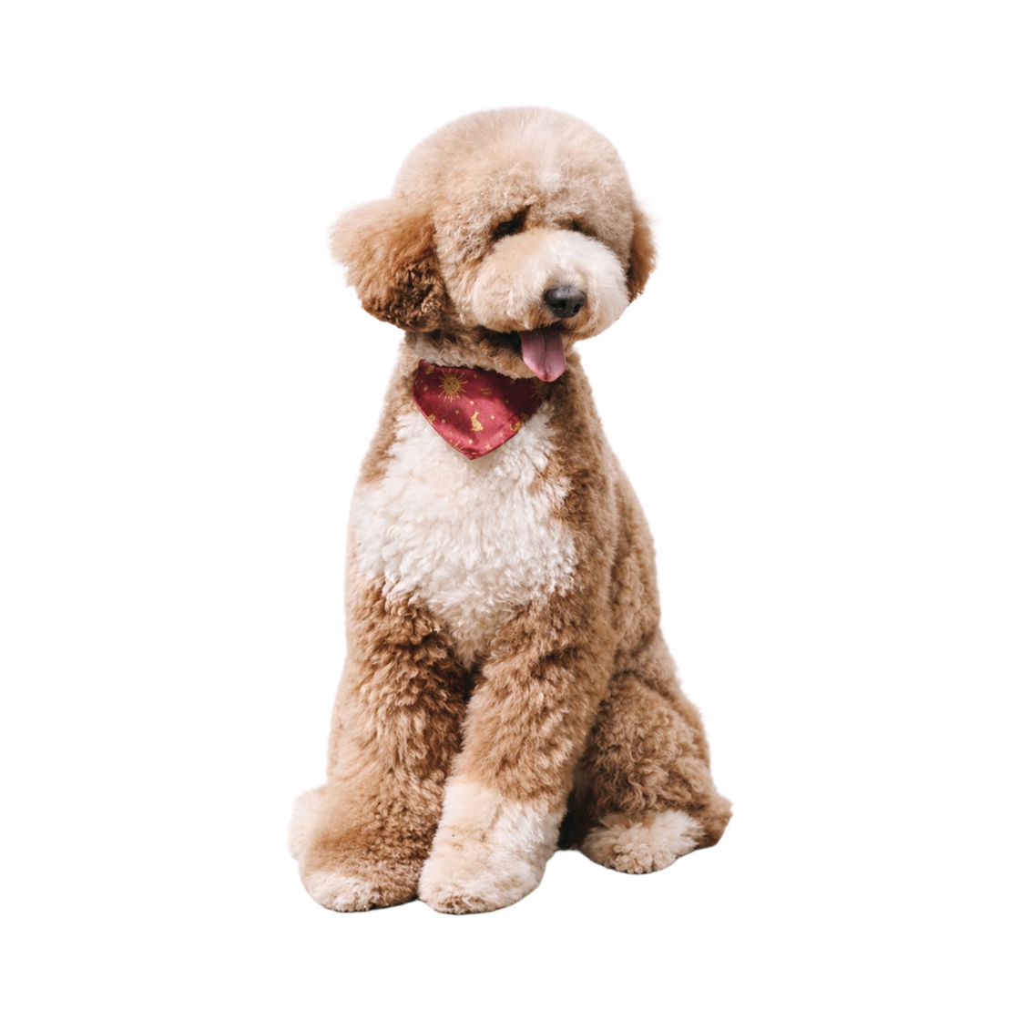 비에스래빗 펫 넥 스카프 버건디(Bsrabbit Pet Neck Scarf Burgundy)