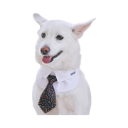 Bsrabbit Pet Short Tie Vintage