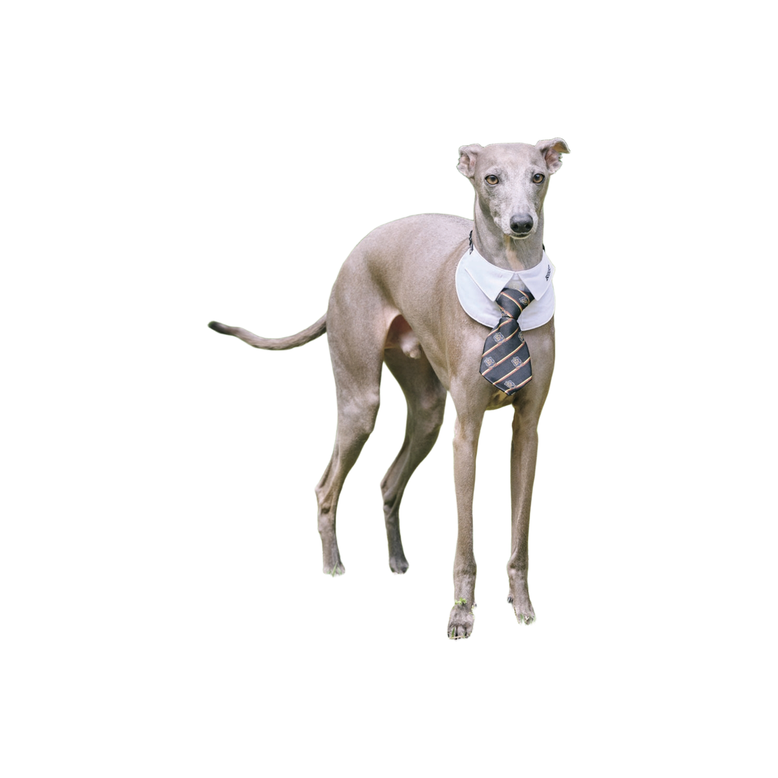 비에스래빗 펫 넥 카라 화이트(Bsrabbit Pet Neck Collar White)
