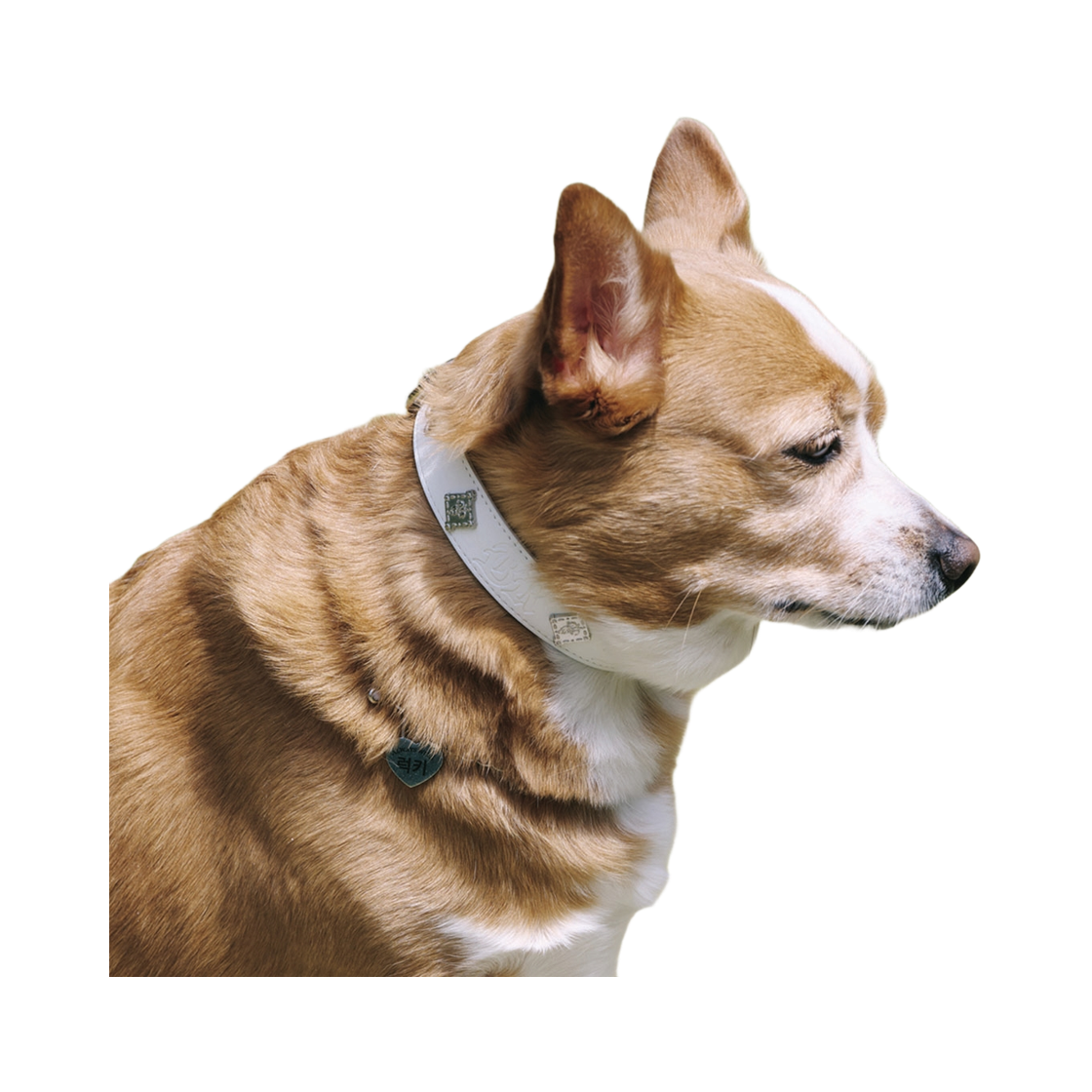 비에스래빗 시그너쳐 리벳 비건 레더 독 카라 화이트(Bsrabbit Signature Rivet Vegan Leather Dog Collar White) - 1