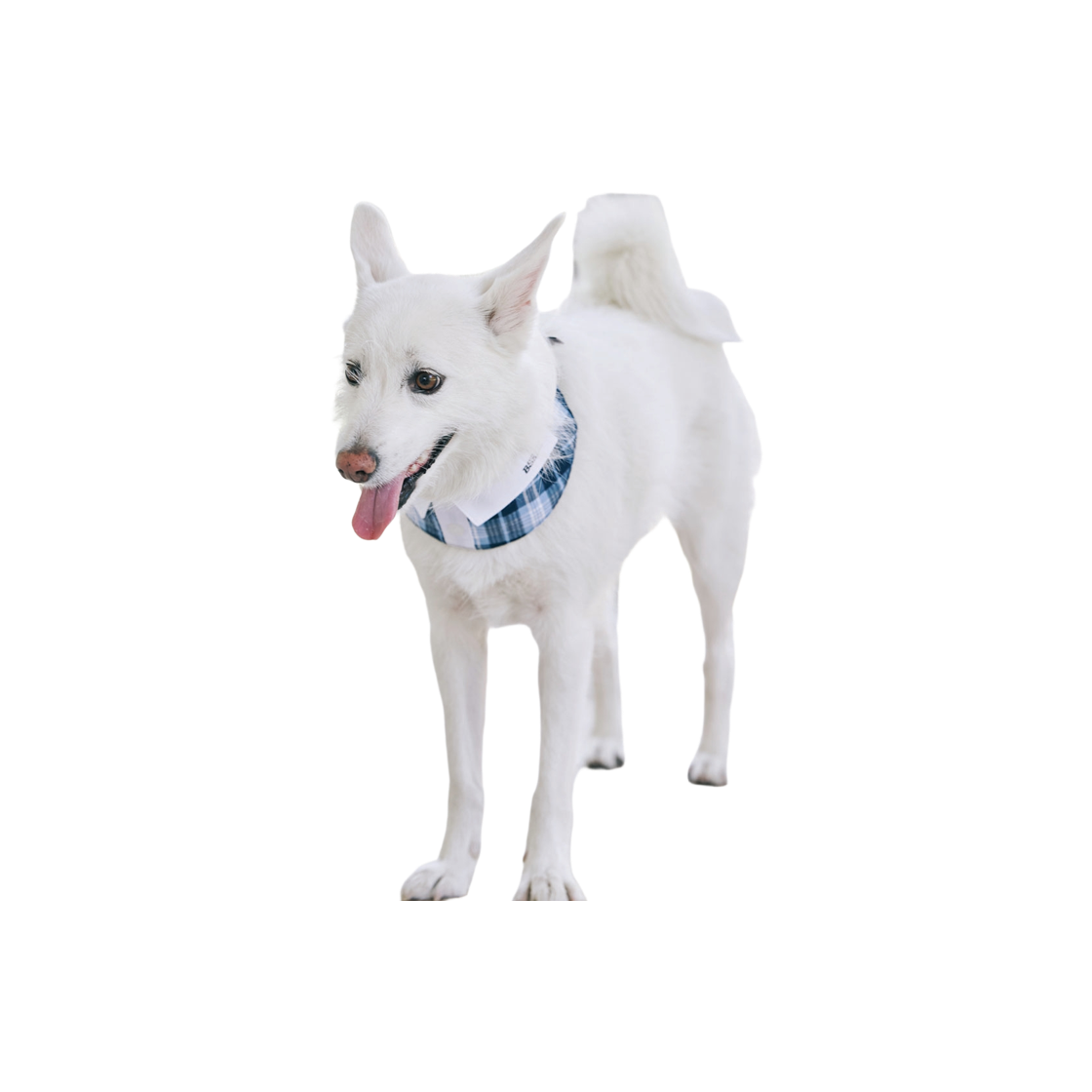 비에스래빗 펫 넥 카라 체크 블루(Bsrabbit Pet Neck Collar Check Blue)