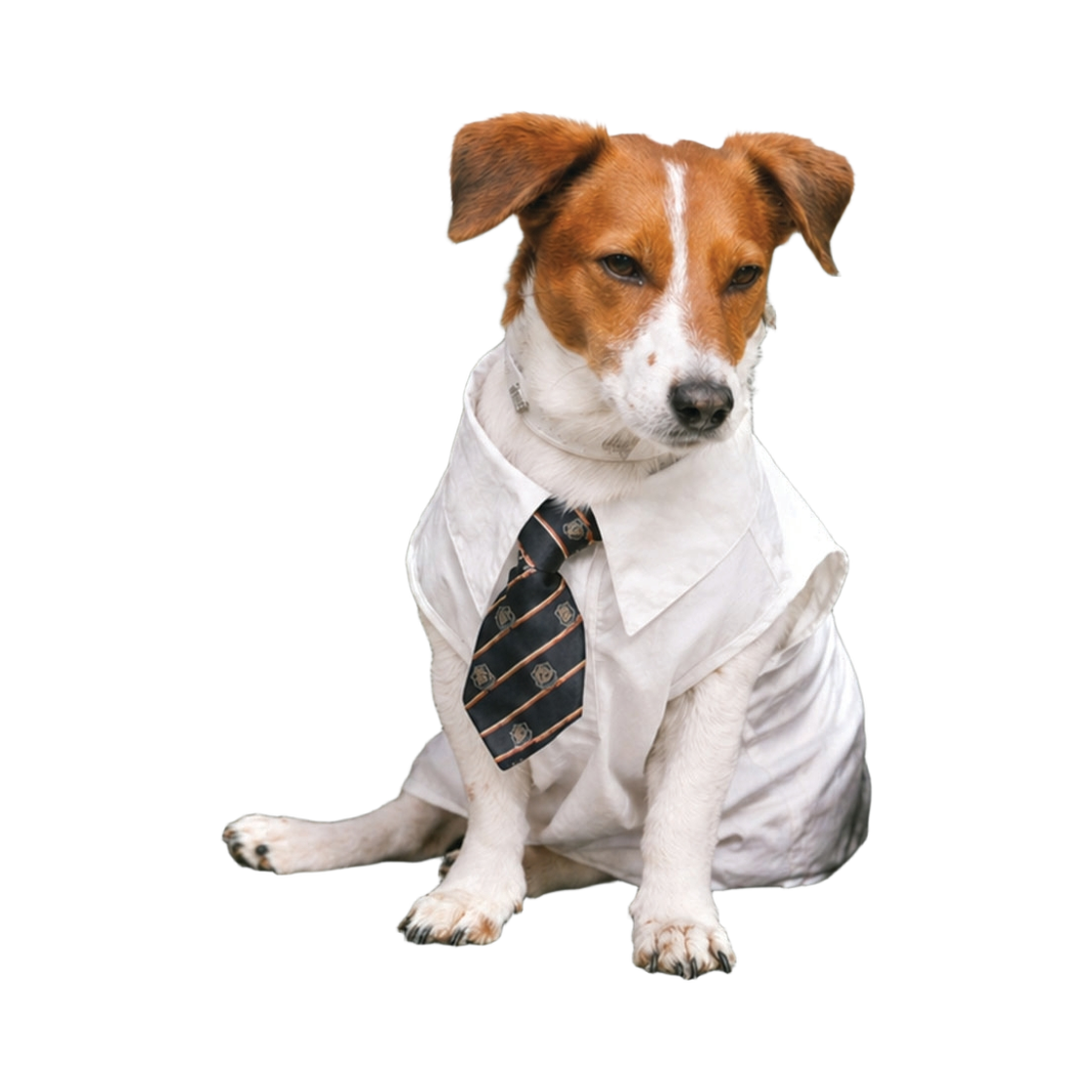 비에스래빗 펫 숏 타이 블랙(Bsrabbit Pet Short Tie Black)