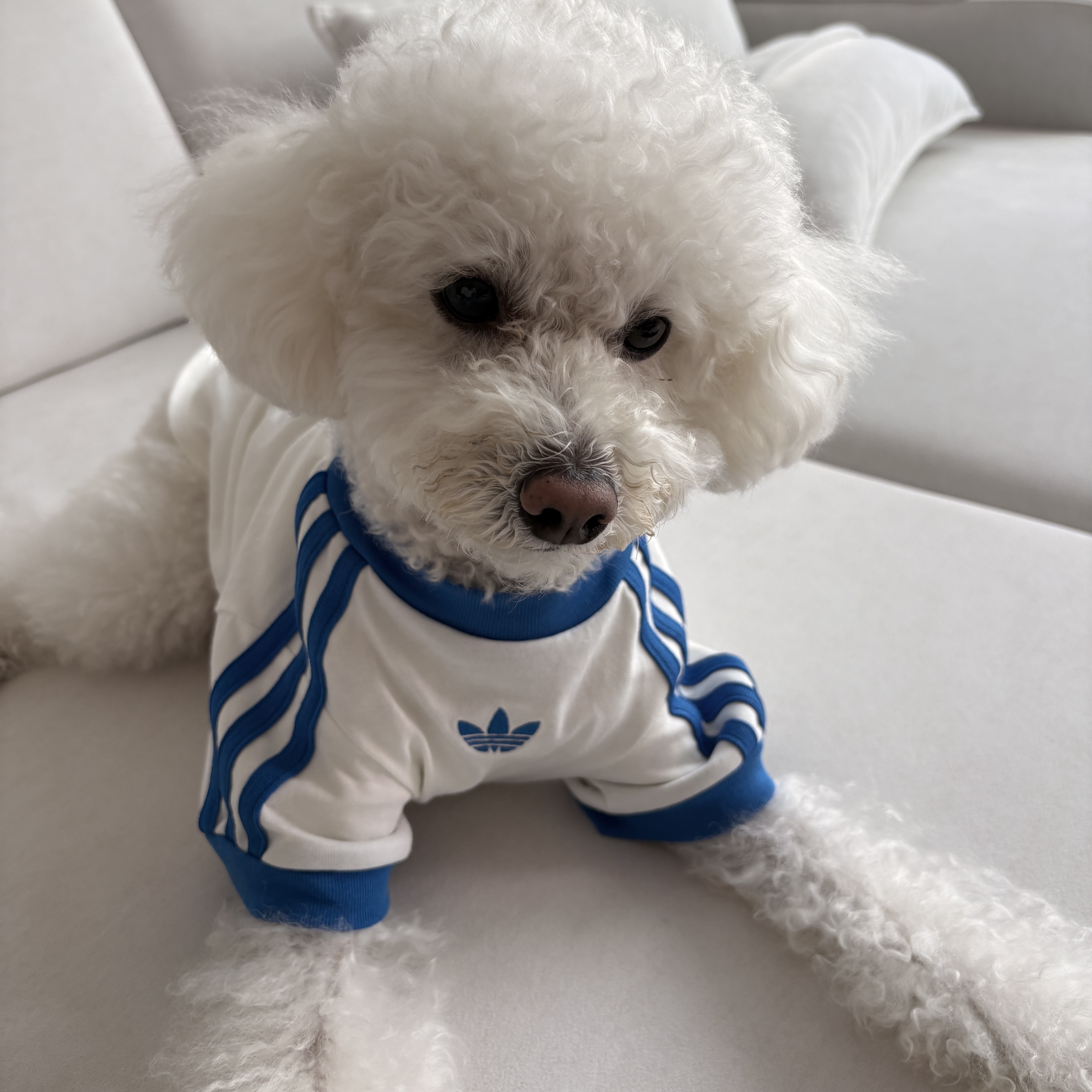 Adidas Pet Cali T-Shirt Off White Blue Bird 착용 스타일