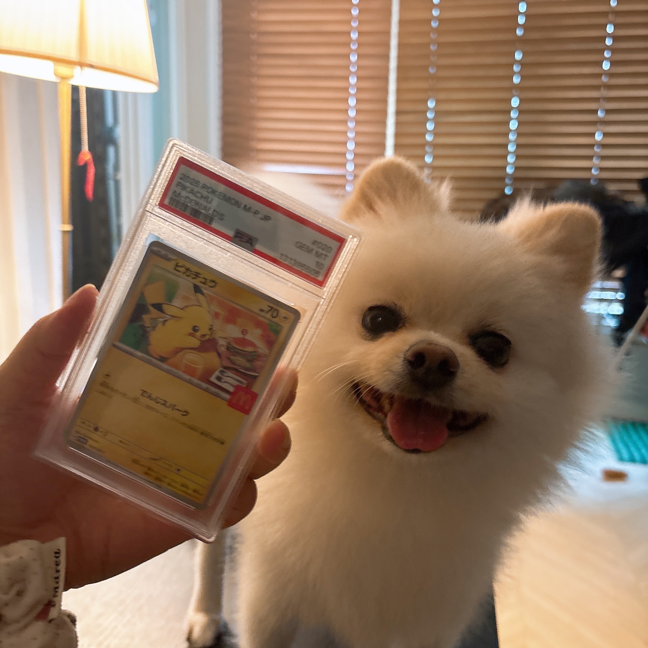 Pokemon TCG Pikachu P Mega Evolution Promos (Japanese Ver.) 착용 스타일