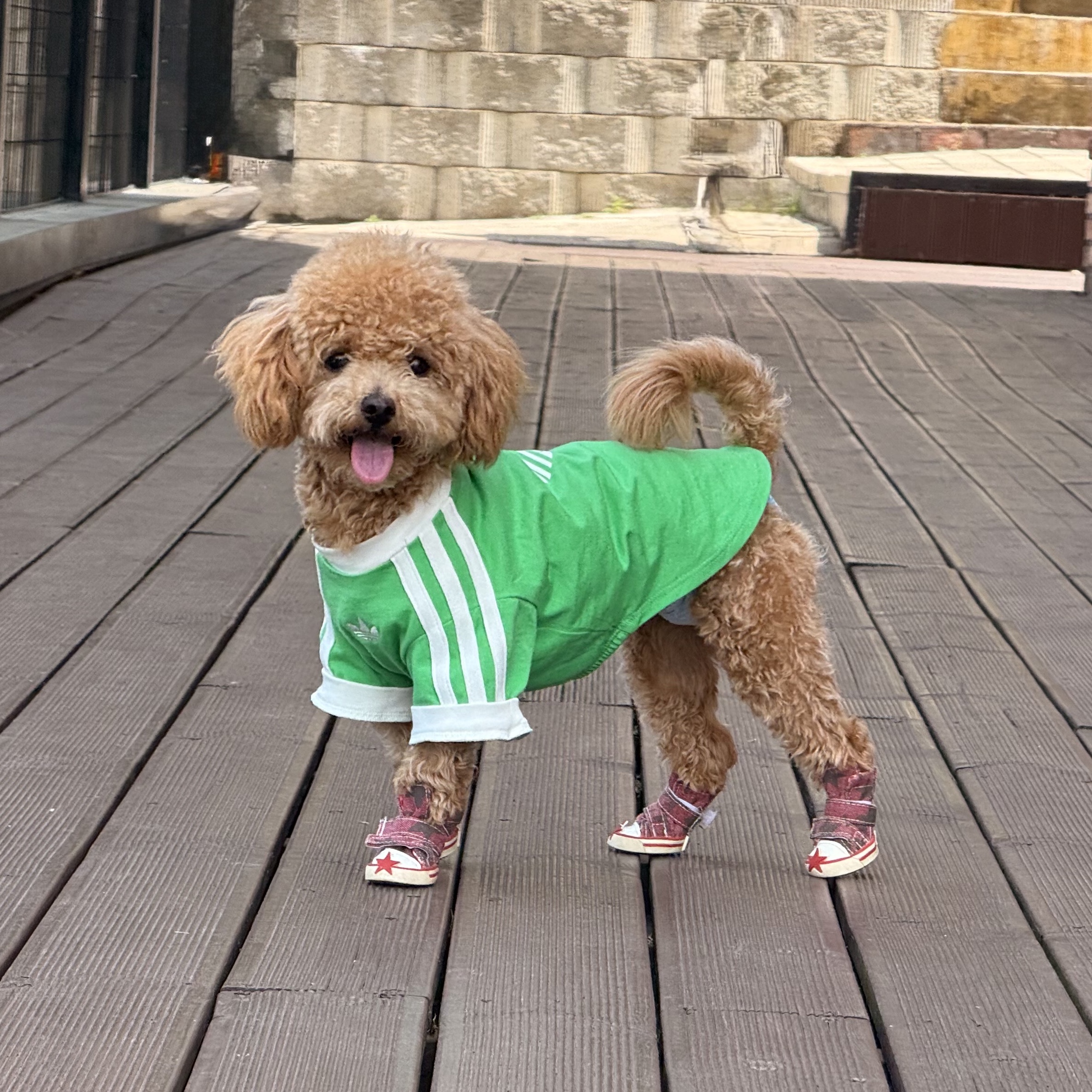 Adidas Pet Cali T-Shirt Flash Lime Off White 착용 스타일 - 2