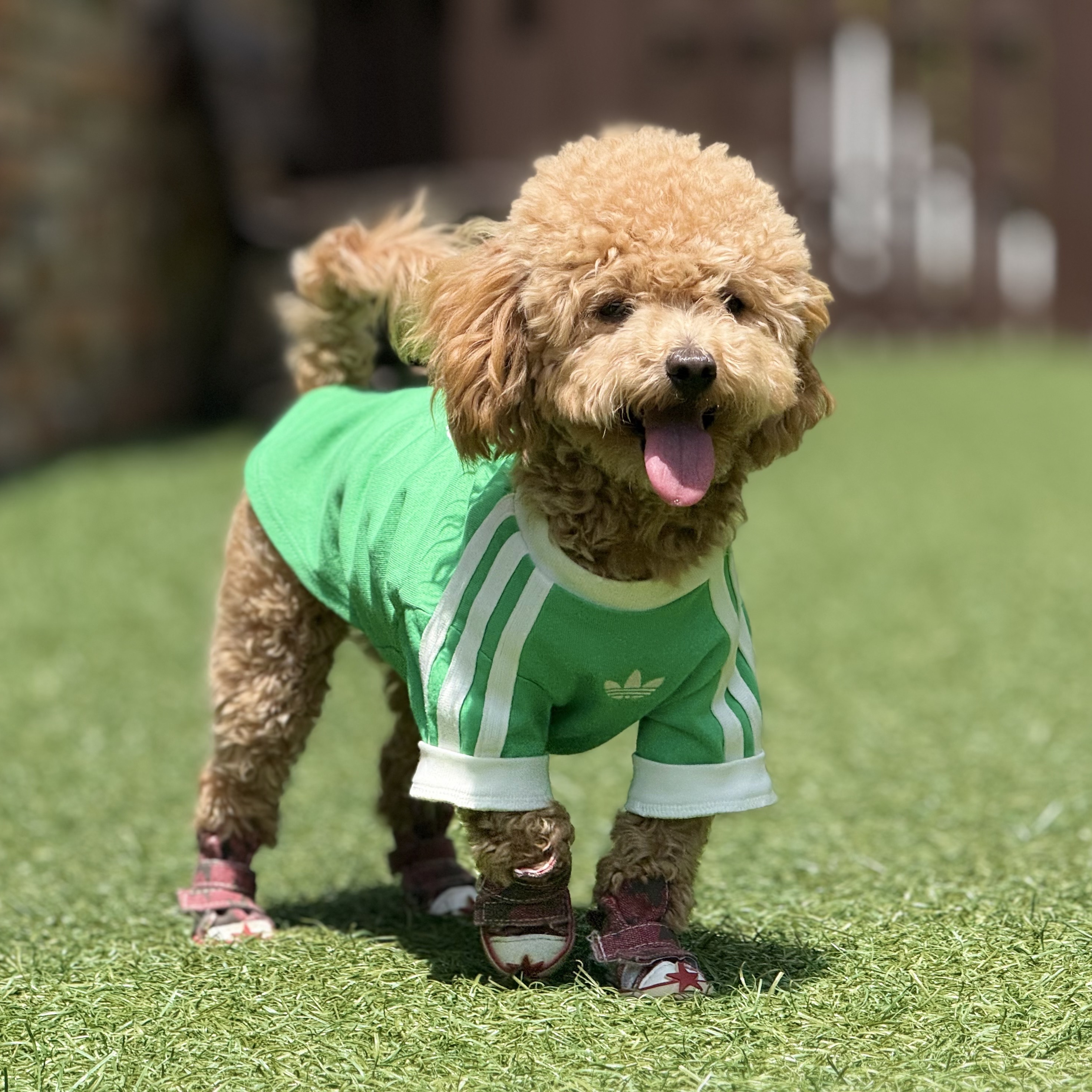 Adidas Pet Cali T-Shirt Flash Lime Off White 착용 스타일 - 3