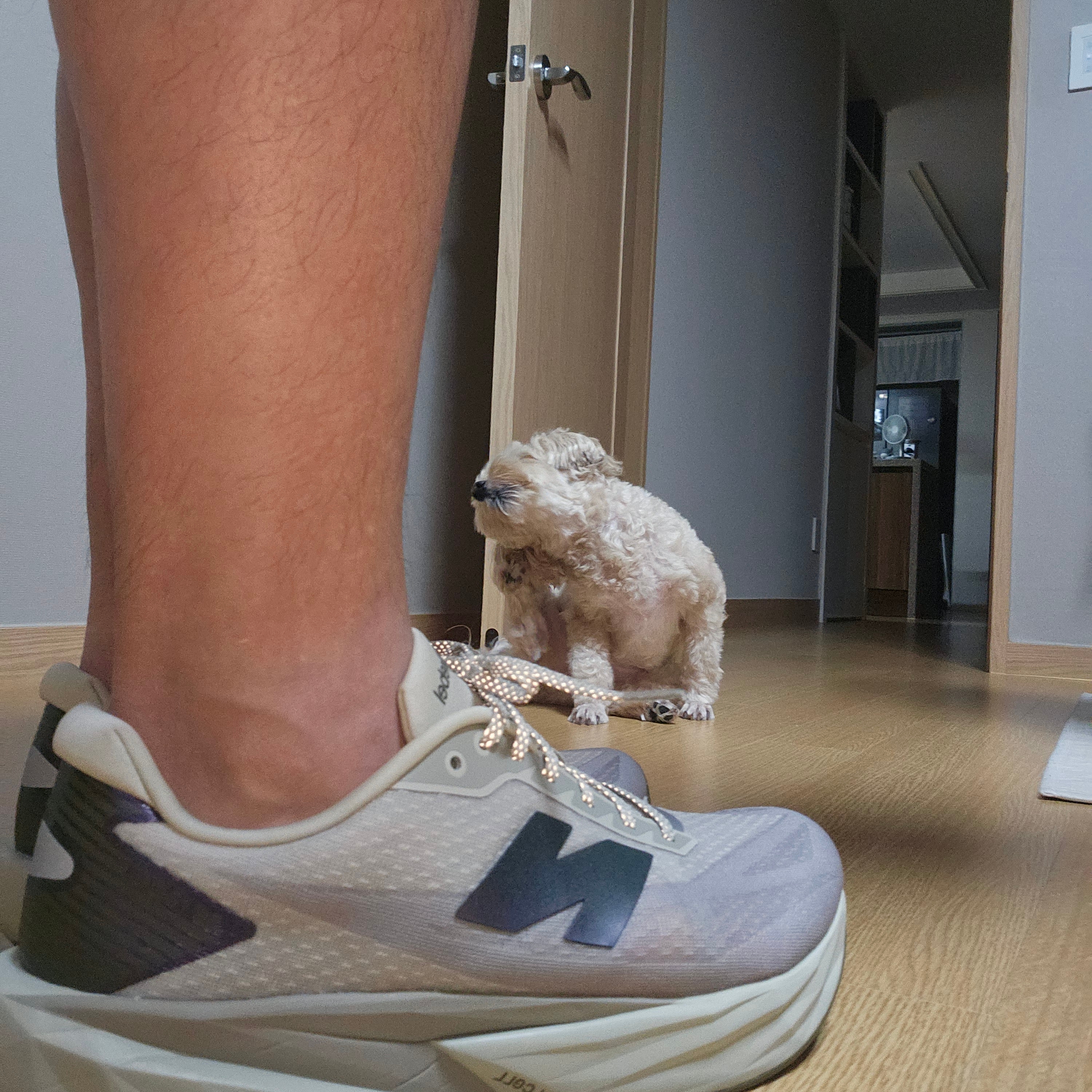 New Balance FuelCell Rebel v5 Shipyard Arid Stone - 2E Wide 착용 스타일