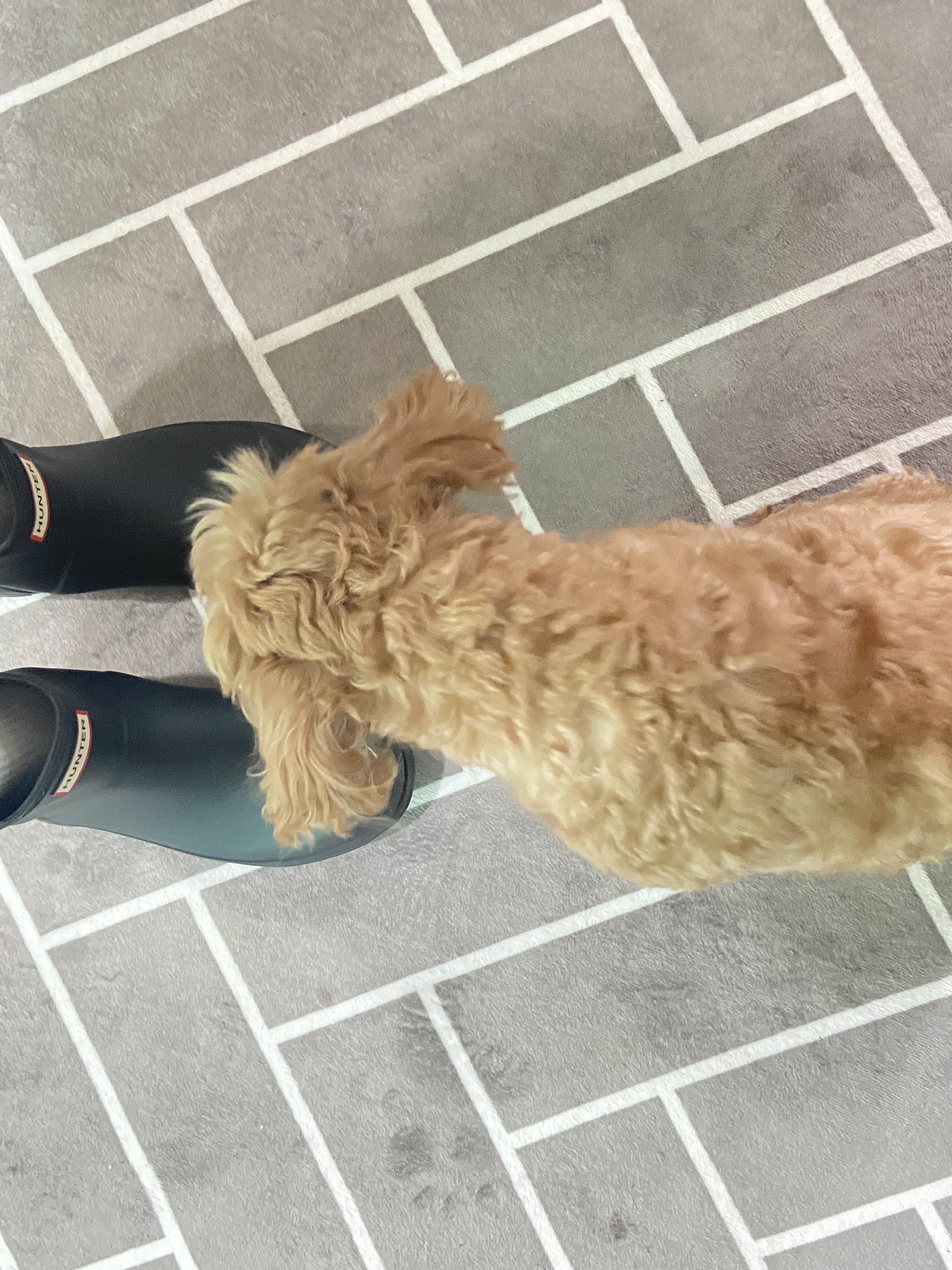 Hunter Play Short Wellington Boots Black 착용 스타일 - 3