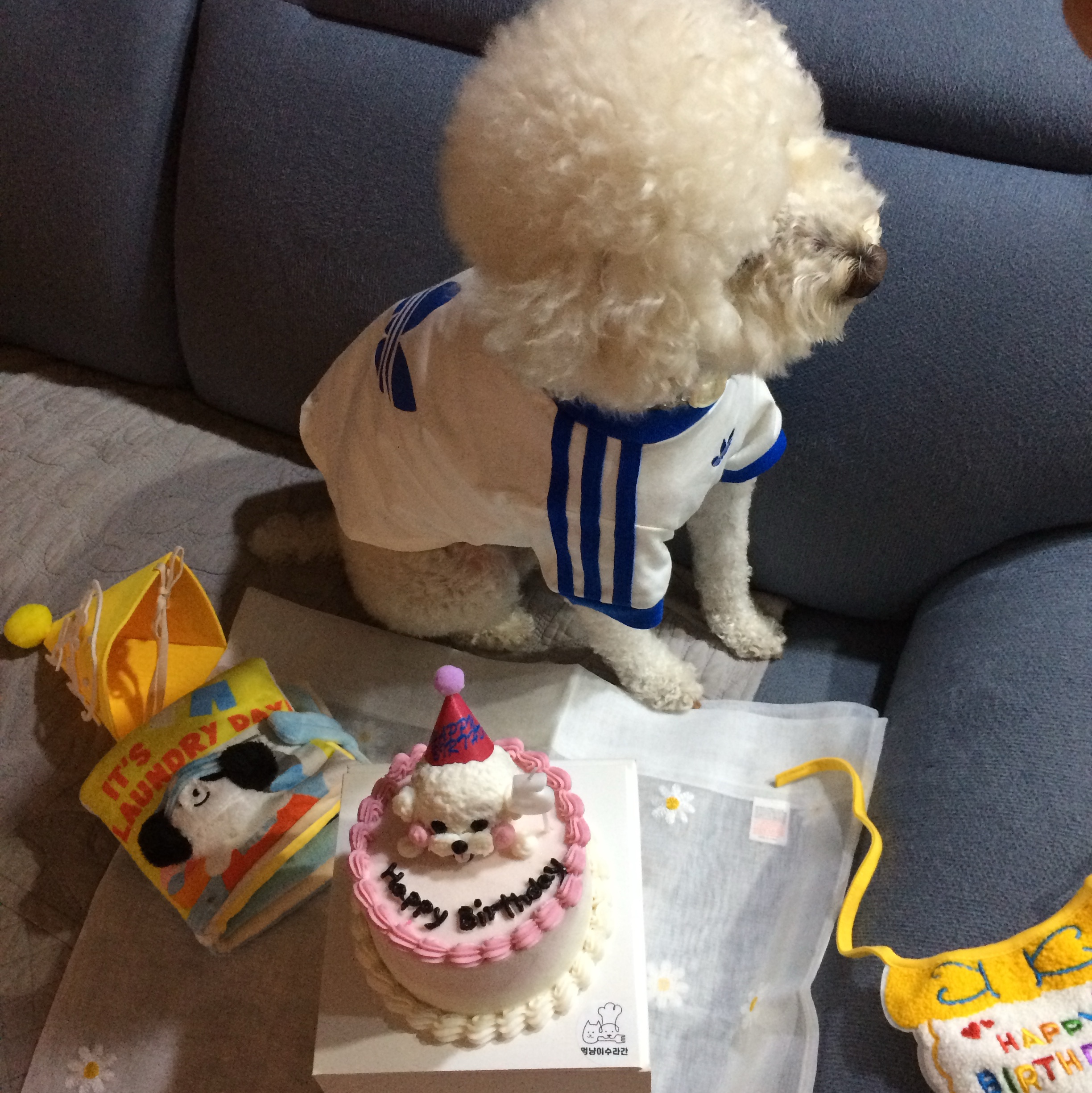 Adidas Pet Cali T-Shirt Off White Blue Bird 착용 스타일 - 3