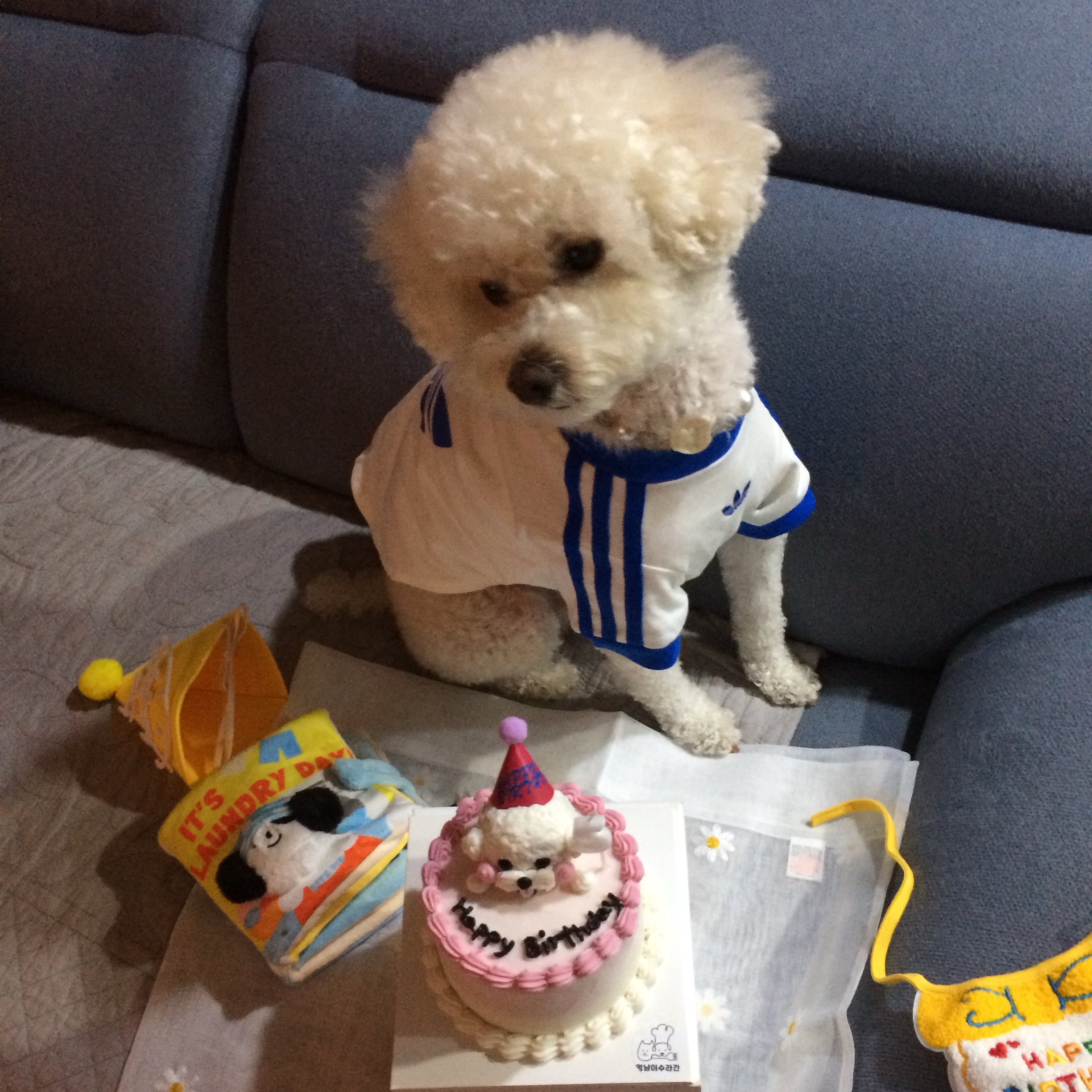 Adidas Pet Cali T-Shirt Off White Blue Bird 착용 스타일 - 2