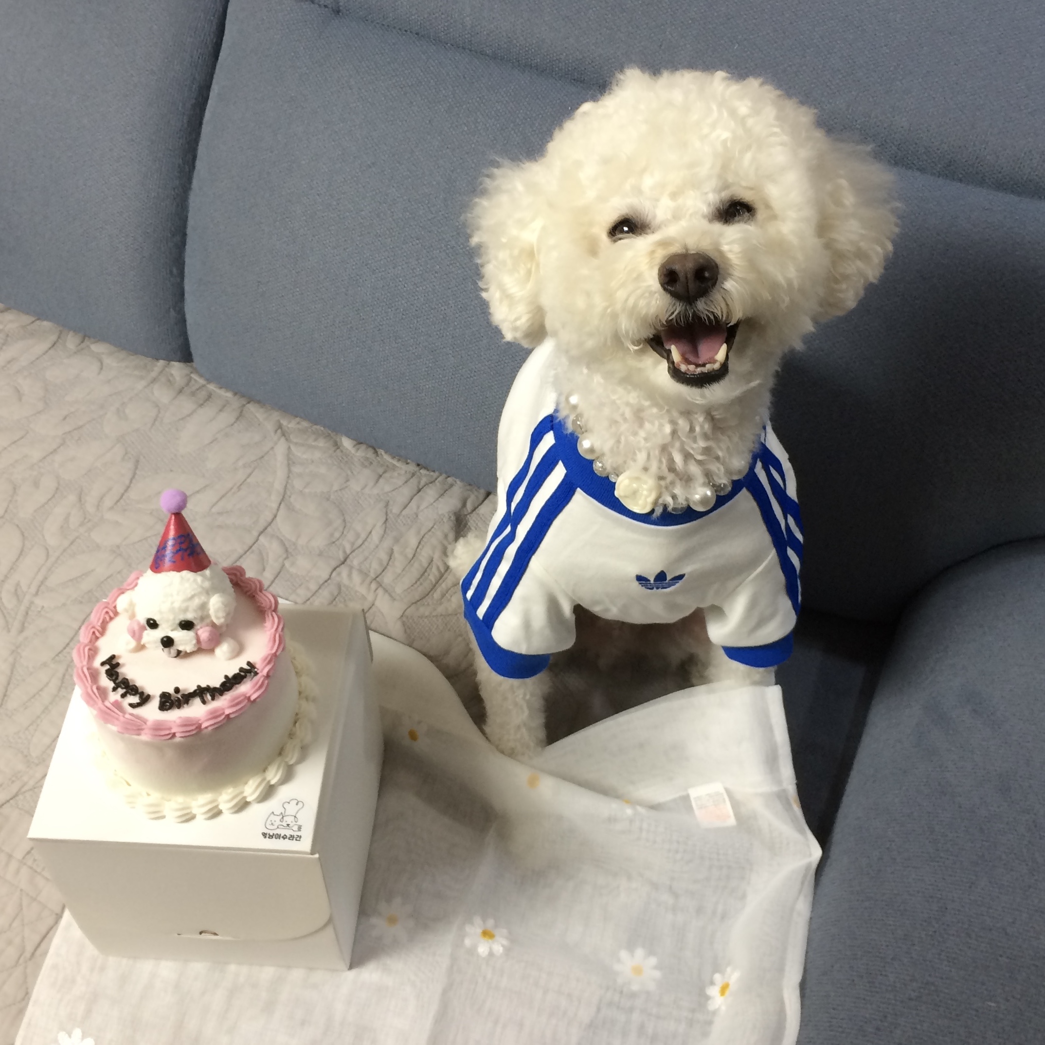 Adidas Pet Cali T-Shirt Off White Blue Bird 착용 스타일 - 1