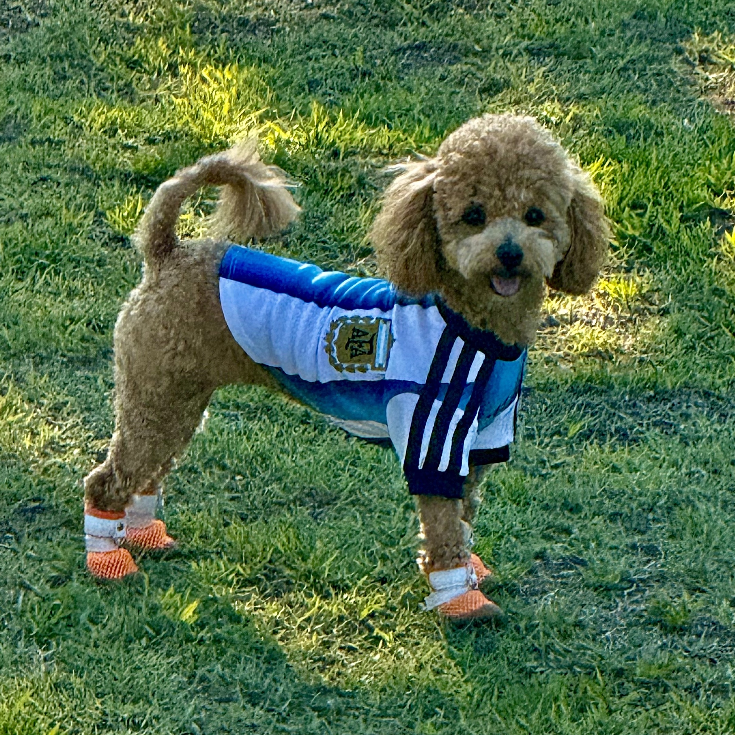 Adidas Argentina 2026 Home Jersey White Icey Blue - KR Sizing (Non Marking Ver.) 착용 스타일 - 2