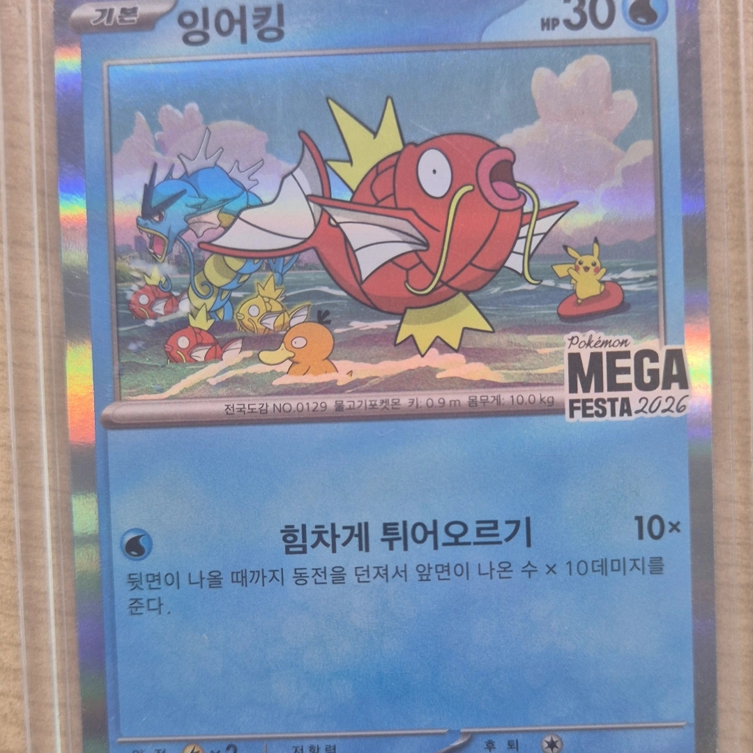 Pokemon TCG Mega Festa 2026 Promo Card Magikarp 착용 스타일