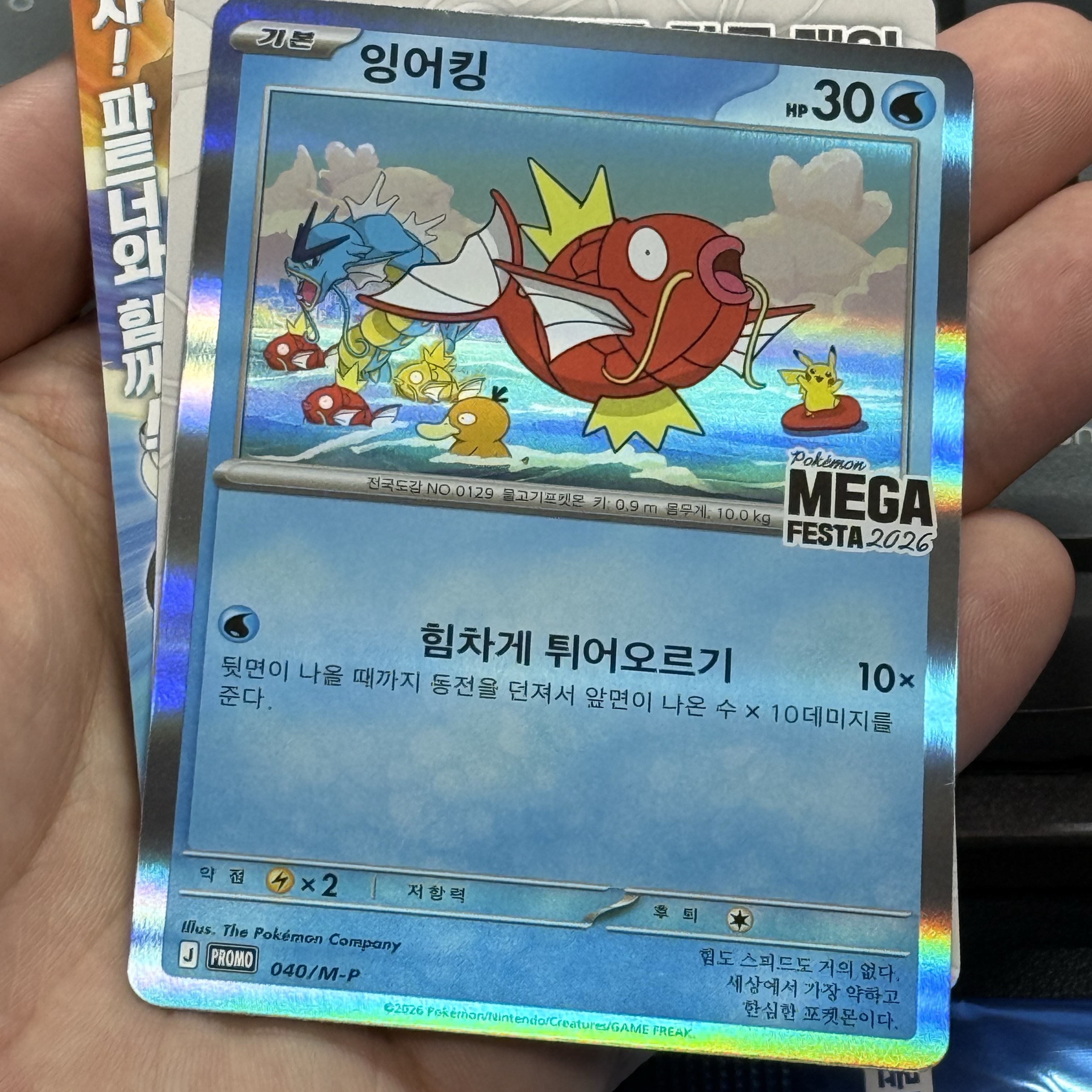Pokemon TCG Mega Festa 2026 Promo Card Magikarp 착용 스타일