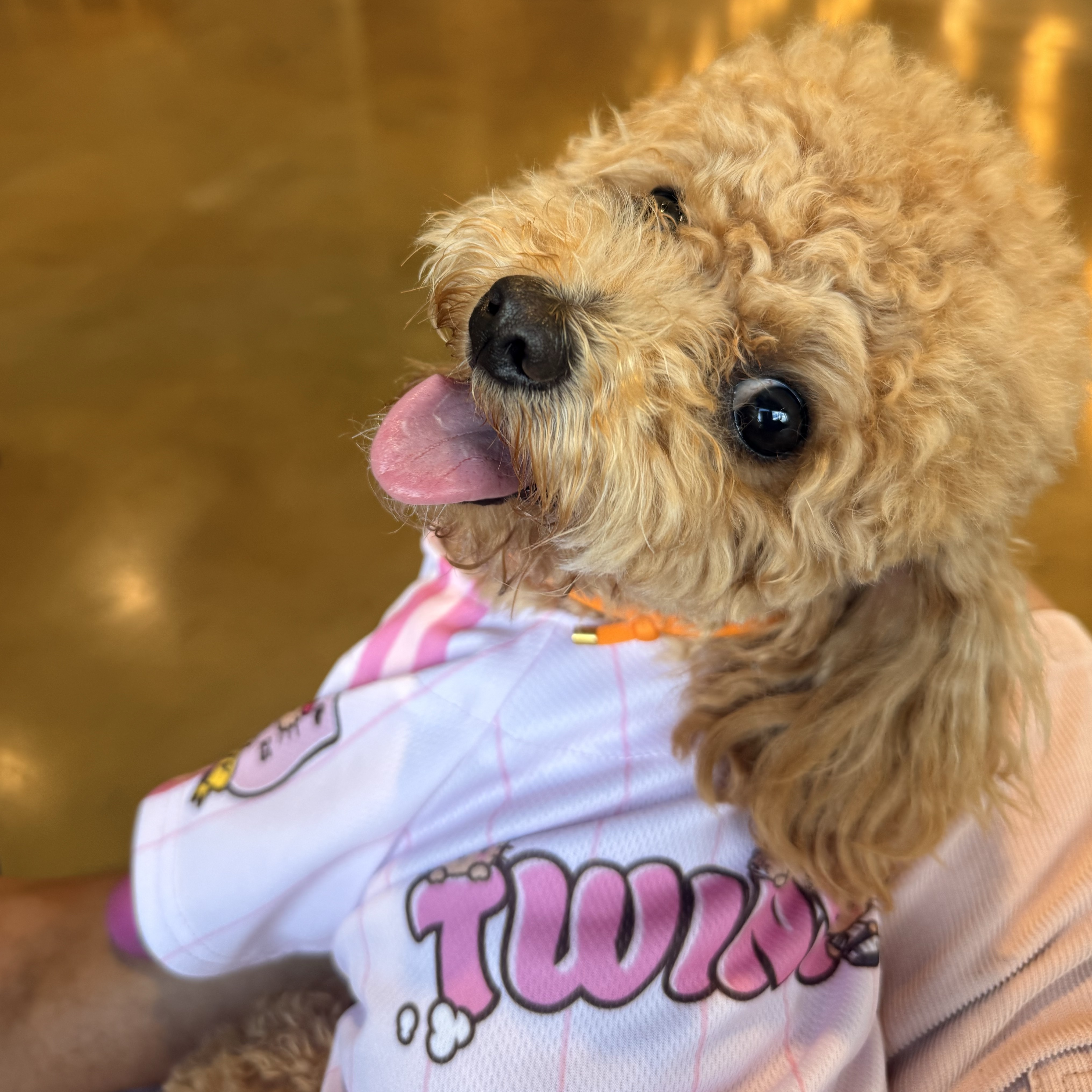 LG Twins x Tanning Hello Kitty Pink Pop Pet Jersey White Pink (Non Marking Ver.), LG Twins Expedition Pet Uniform Black (Non Marking Ver.) 착용 스타일 - 1