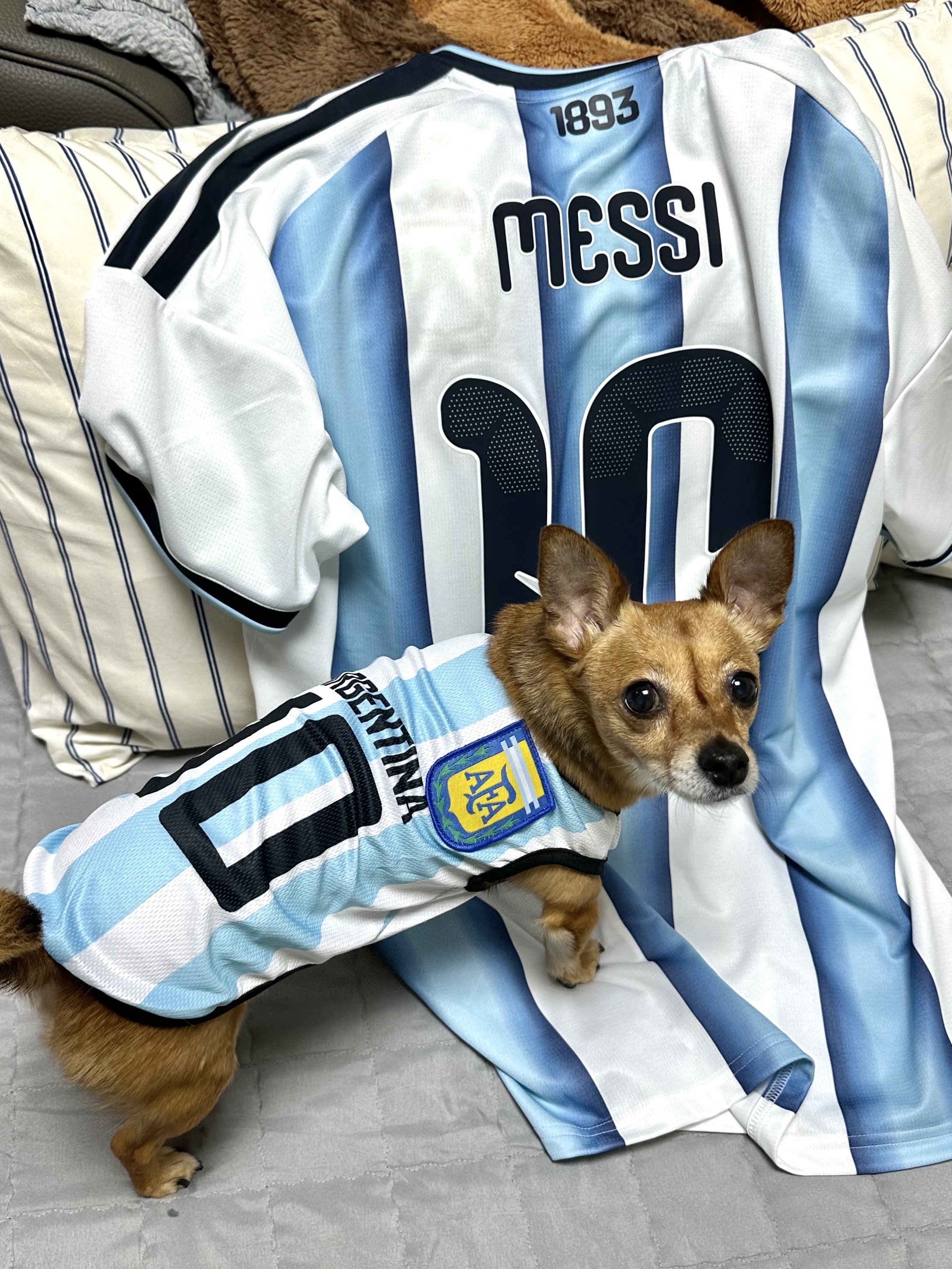 Adidas Argentina 2026 Home Jersey White Icey Blue - KR Sizing (Non Marking Ver.) 착용 스타일