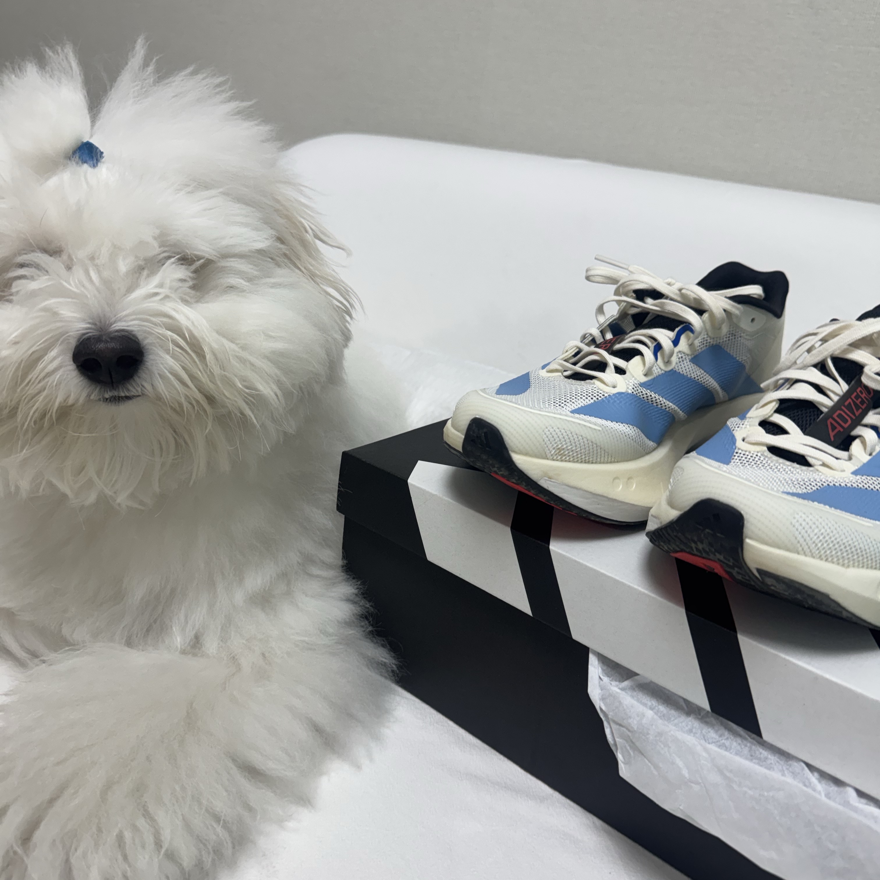 Adidas Adizero Boston 13 Off White Light Blue 착용 스타일 - 3
