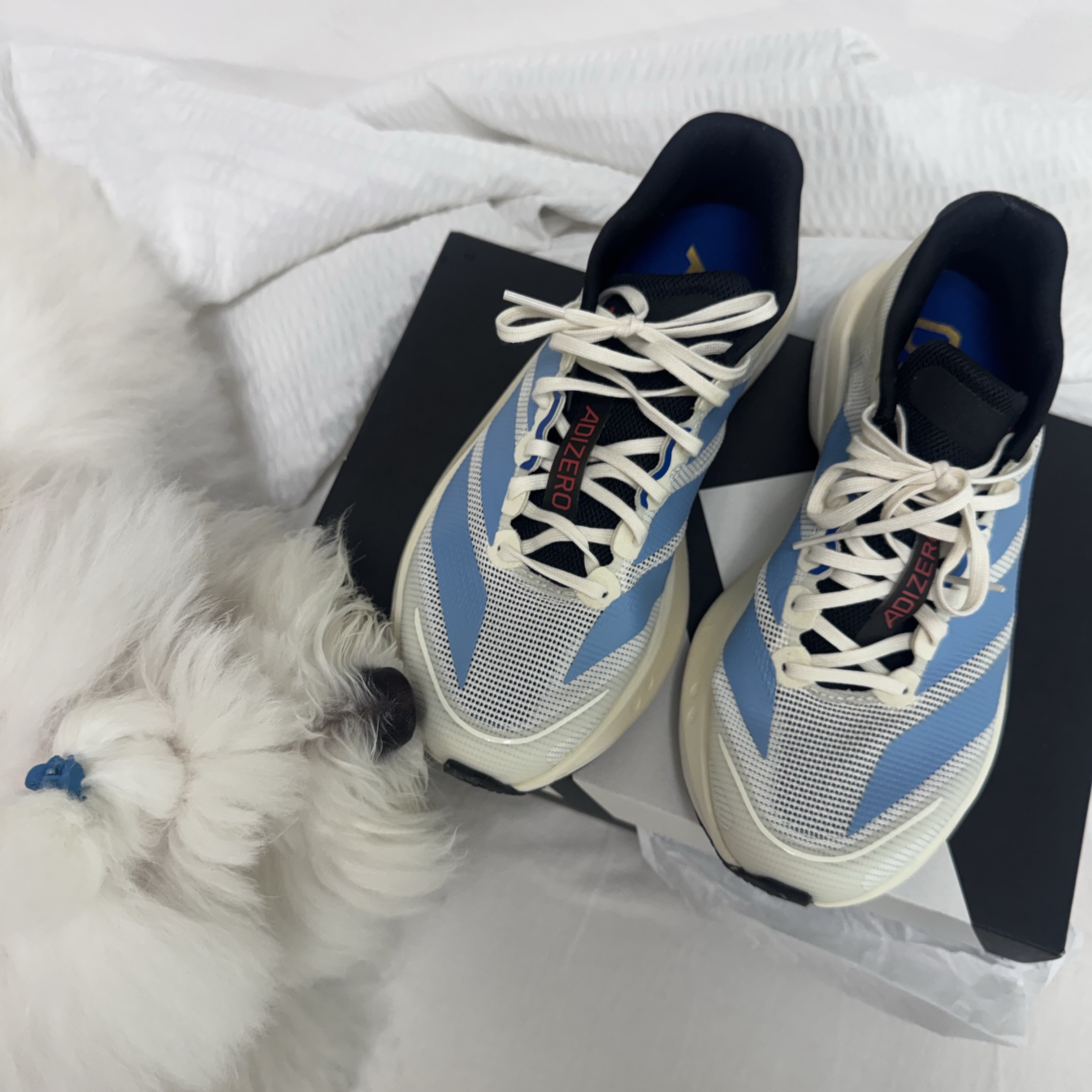 Adidas Adizero Boston 13 Off White Light Blue 착용 스타일 - 4