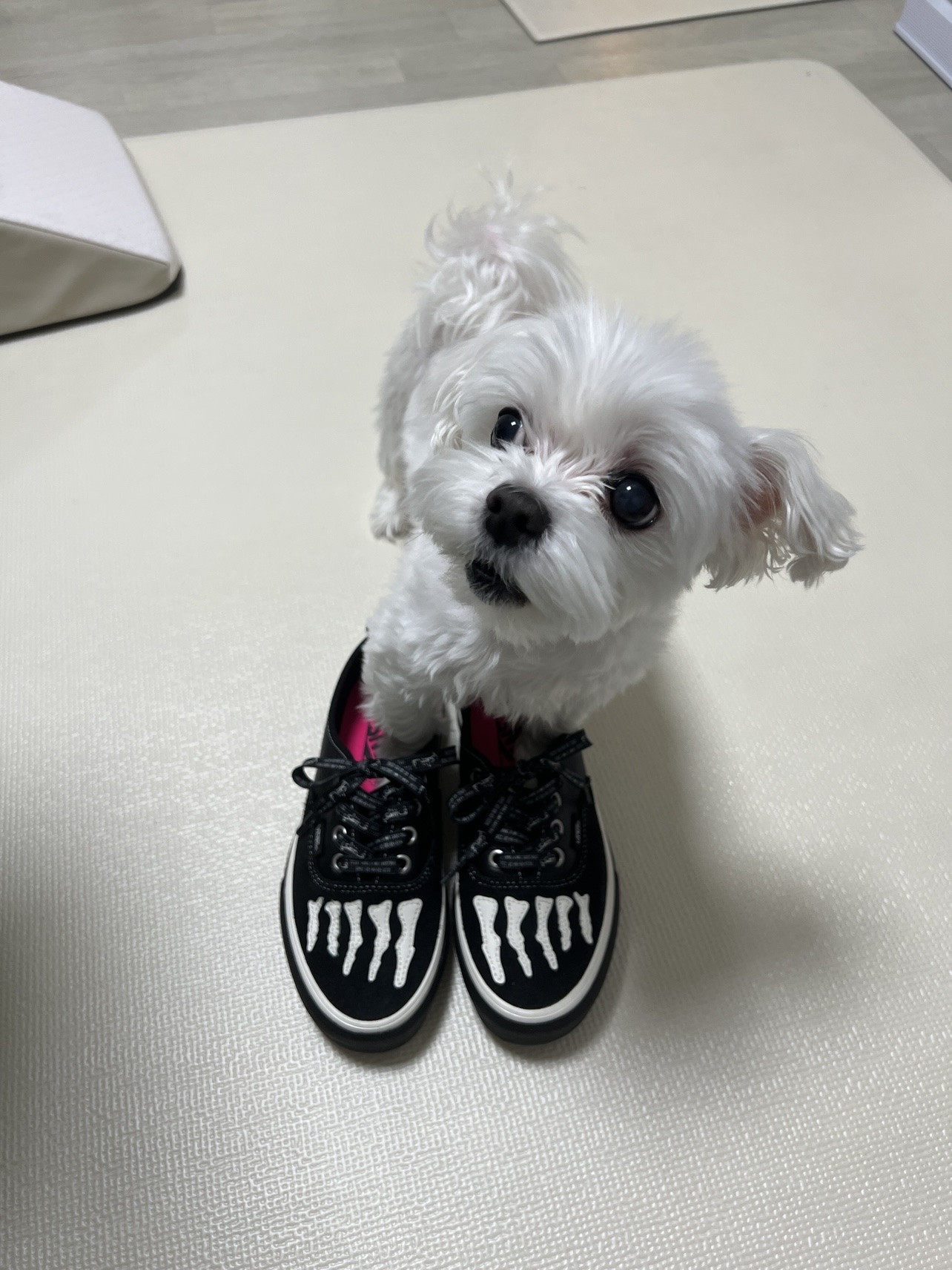 Vans x Mark SBTG Authentic Black 착용 스타일 - 2