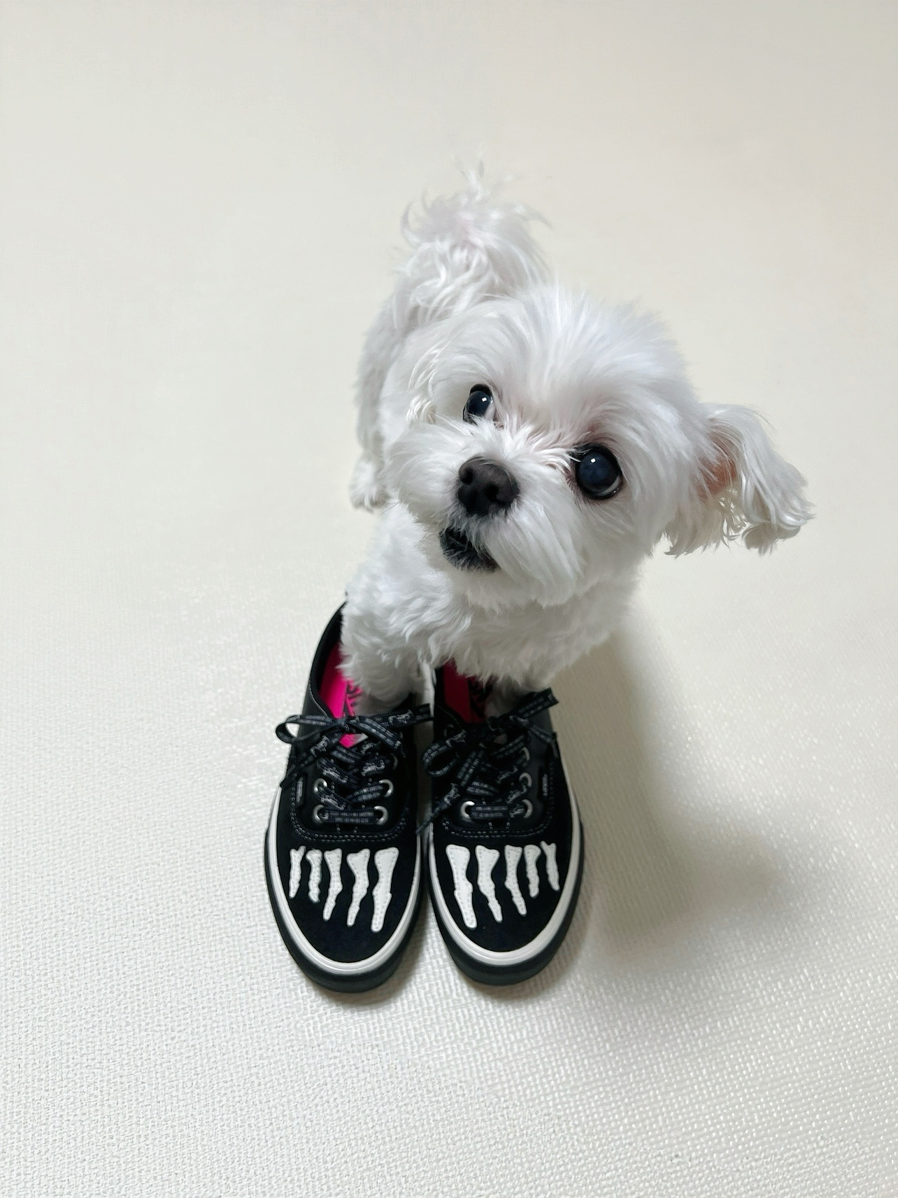 Vans x Mark SBTG Authentic Black 착용 스타일 - 1
