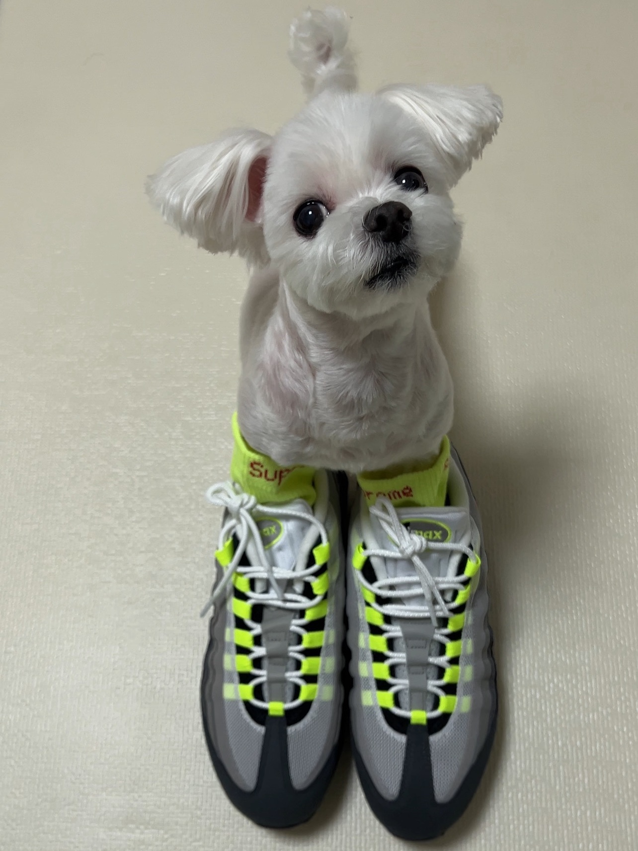 Supreme Hanes Crew Socks Fluorescent Yellow (4 Pack), Nike Air Max 95 OG Neon 착용 스타일 - 4