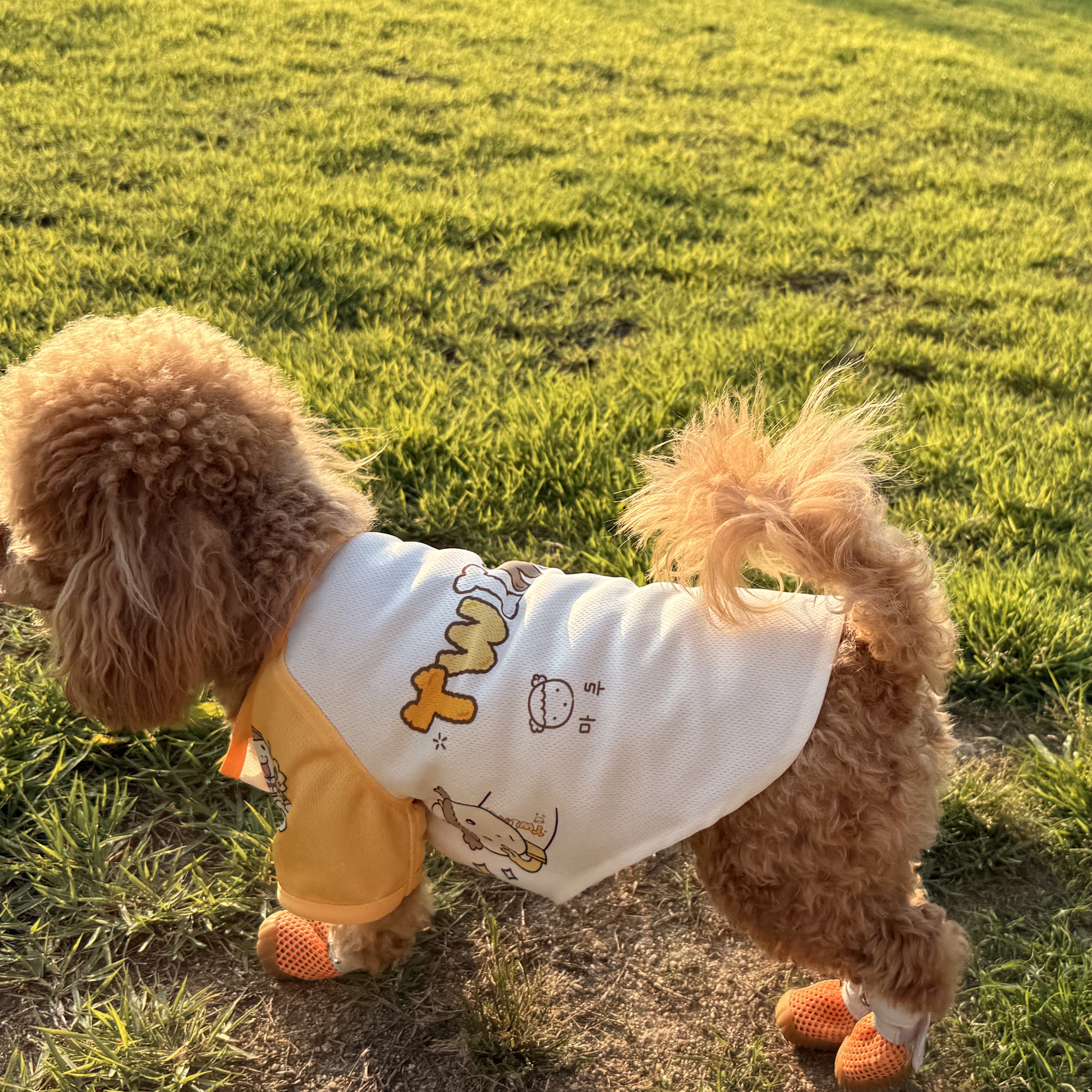 LG Twins x Maru is a Puppy Pet Uniform Yellow (Non Marking Ver.) 착용 스타일 - 2