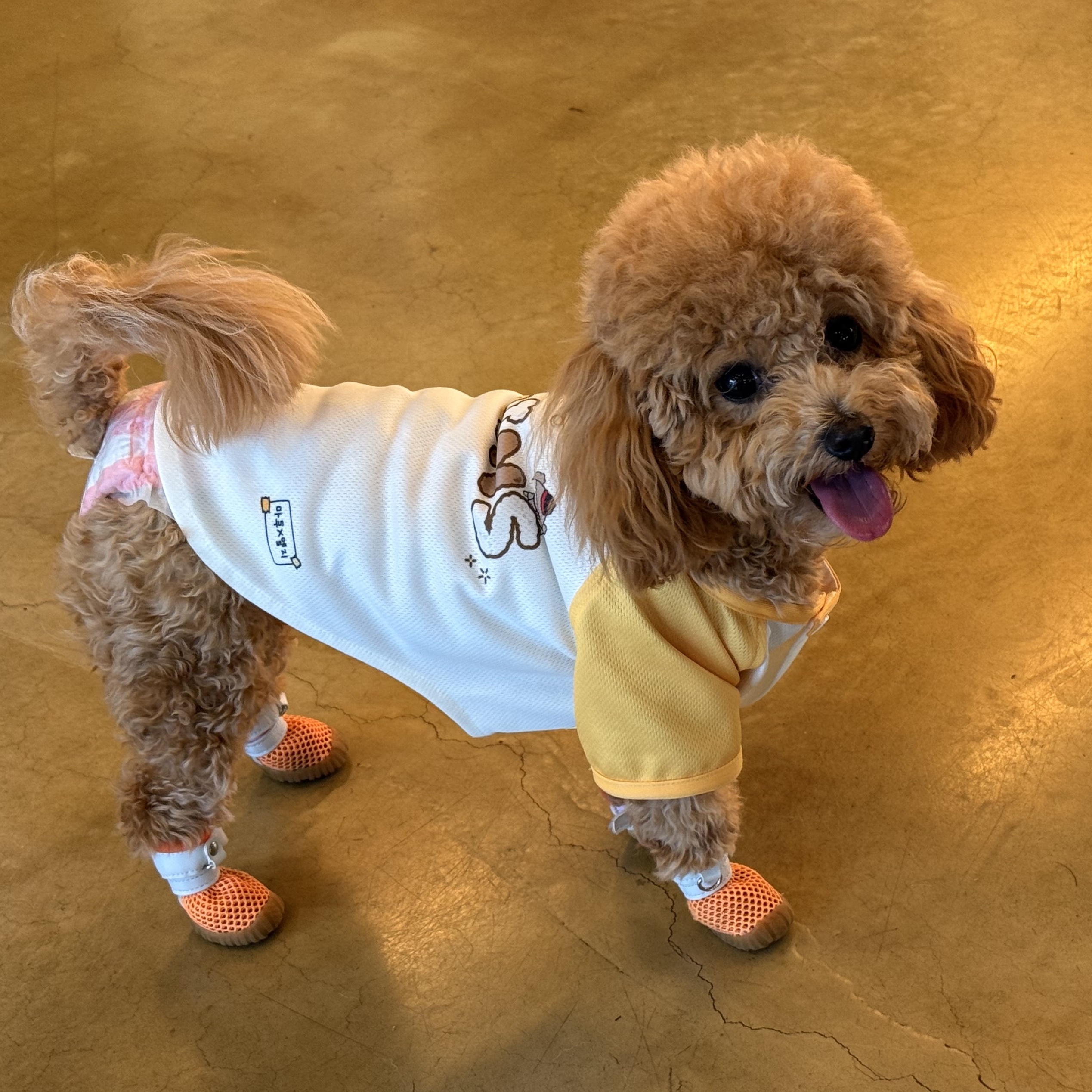 LG Twins x Maru is a Puppy Pet Uniform Yellow (Non Marking Ver.) 착용 스타일 - 3
