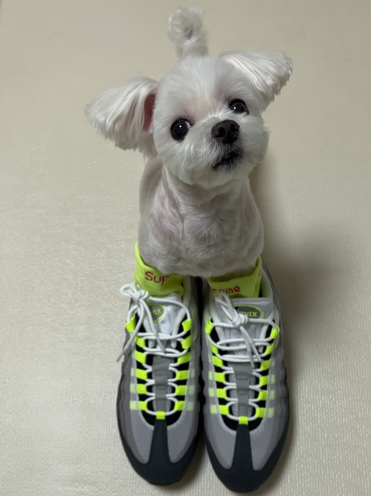 Supreme Hanes Crew Socks Fluorescent Yellow (4 Pack), Nike Air Max 95 OG Neon 착용 스타일 - 5