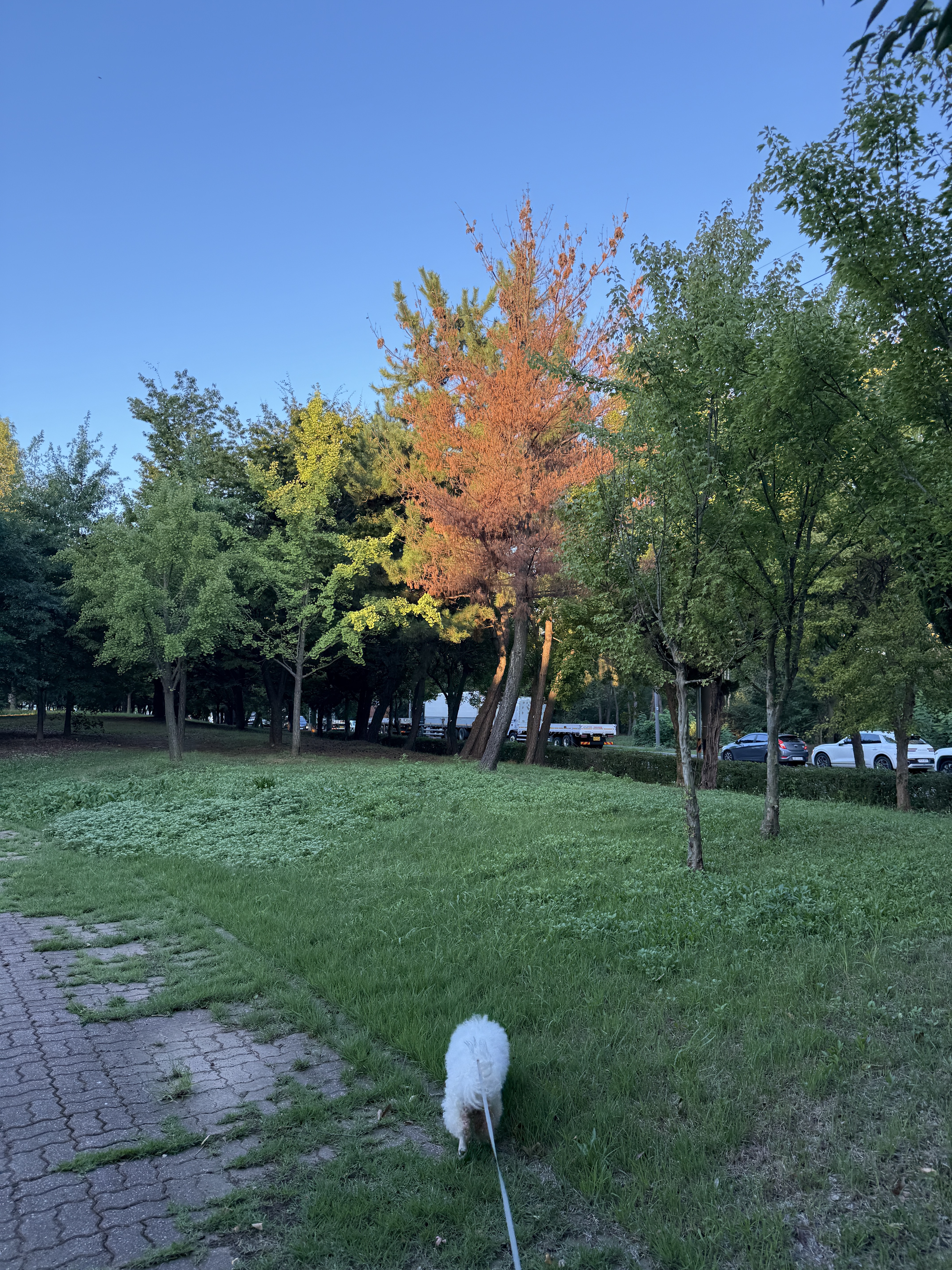 너구리님의 스타일