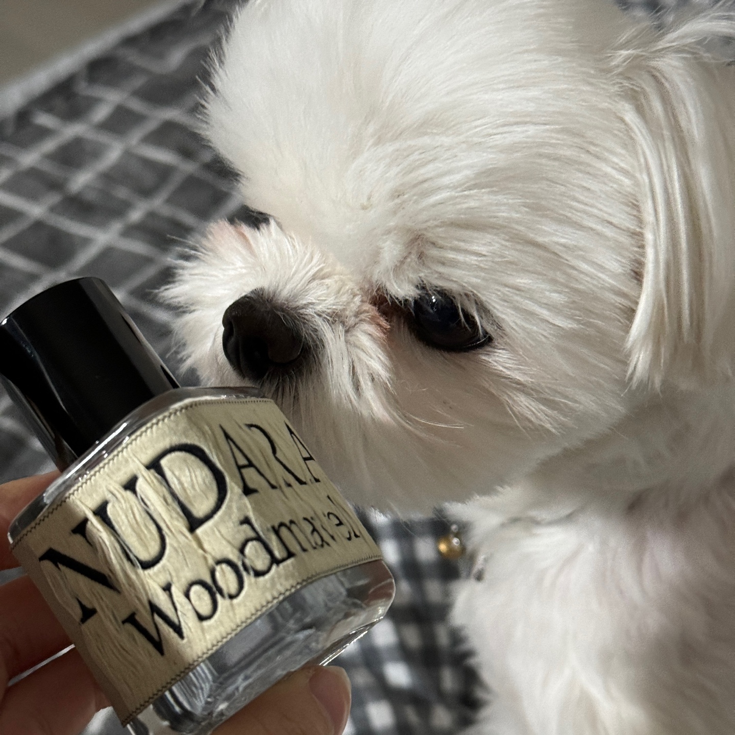 NUDARA Eau de parfum 30ml (6 Scents · Select 1) 착용 스타일