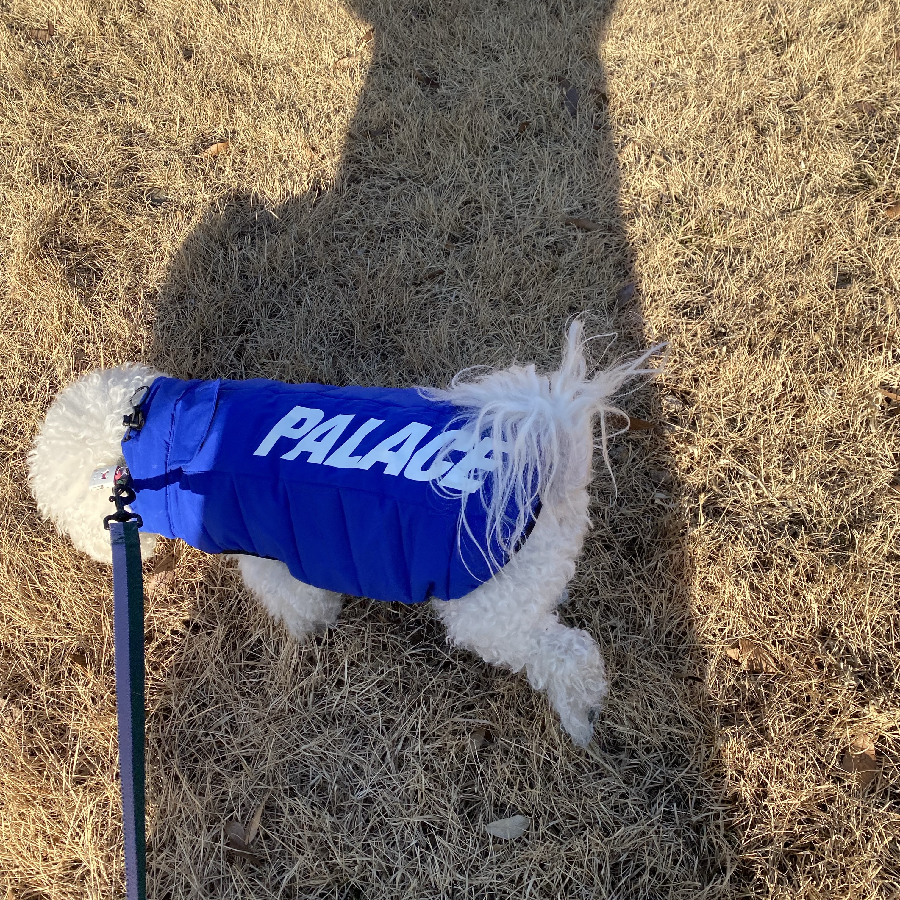 Palace Dog Puffa Blue - 24FW 착용 스타일 - 2