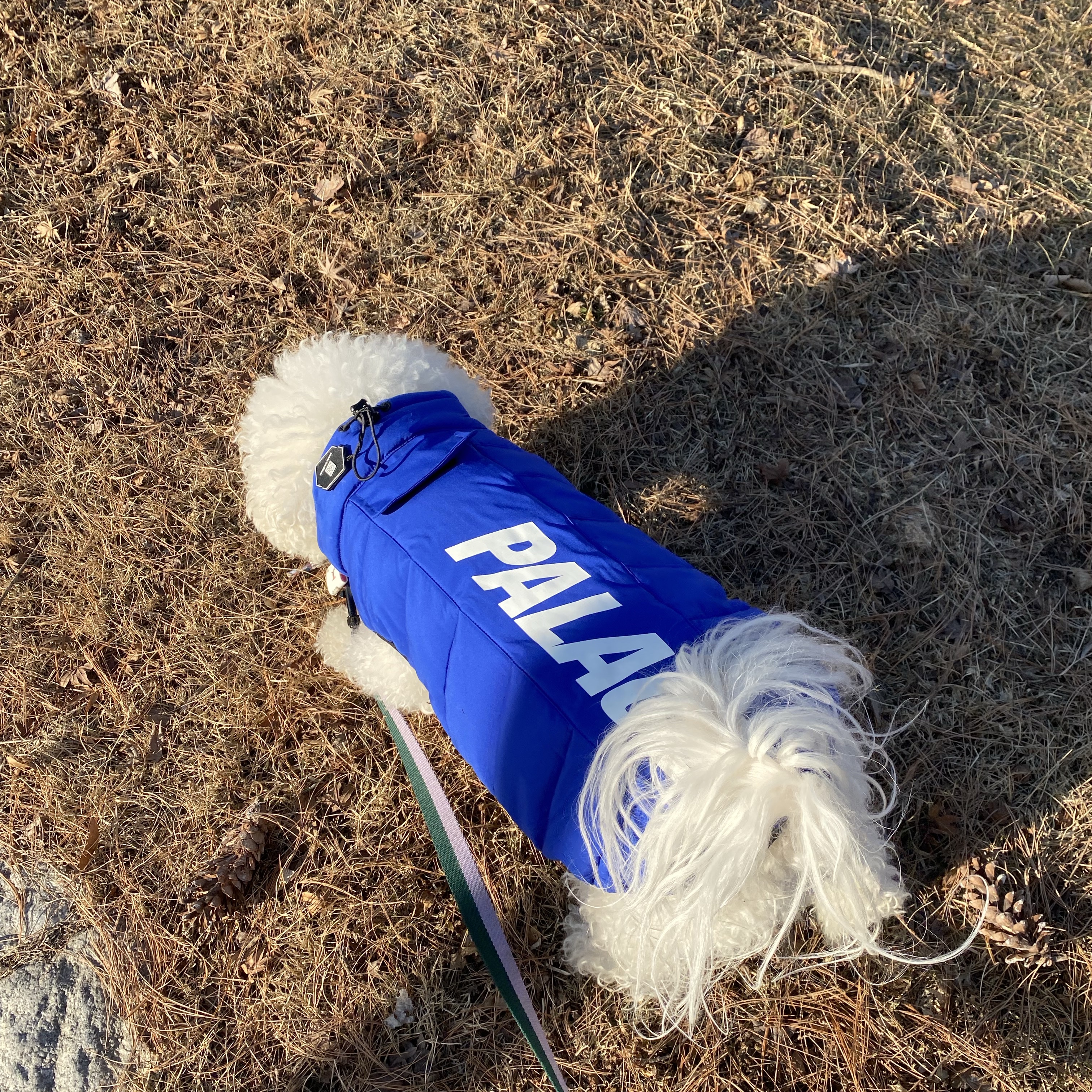 Palace Dog Puffa Blue - 24FW 착용 스타일 - 1