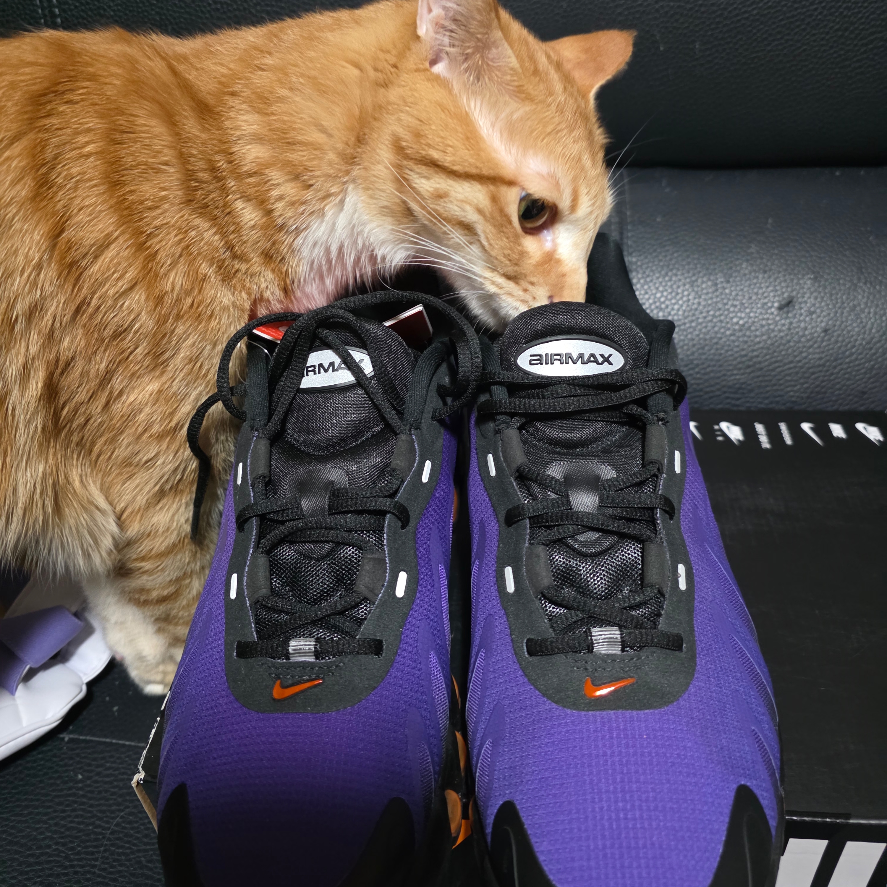 Nike Air Max Dn8 Black Indigo Burst 착용 스타일 - 2