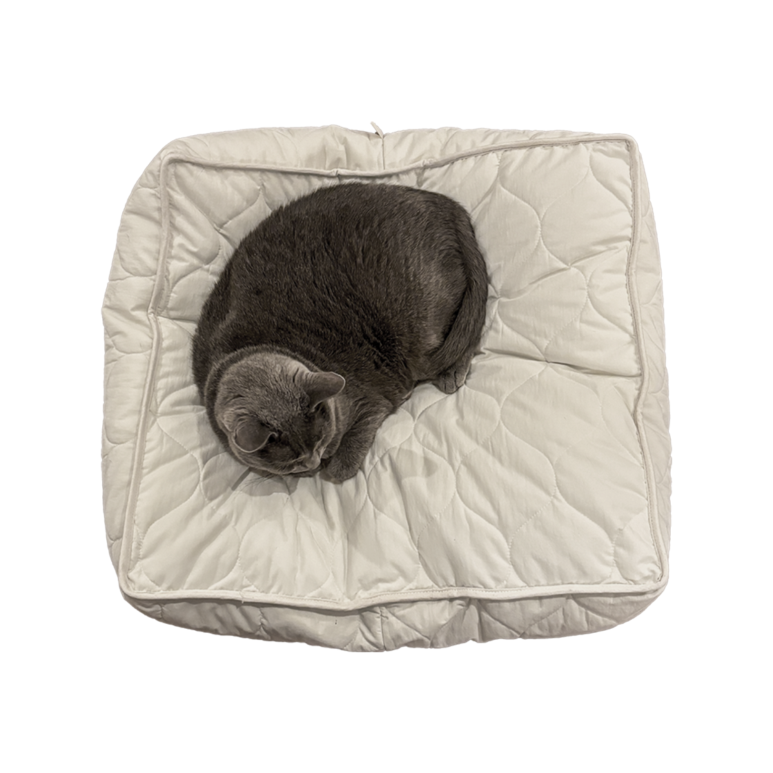 집에가야돼 고양이 누빔 사각 쿠션(Gottagohome Padded Cushion - Square)