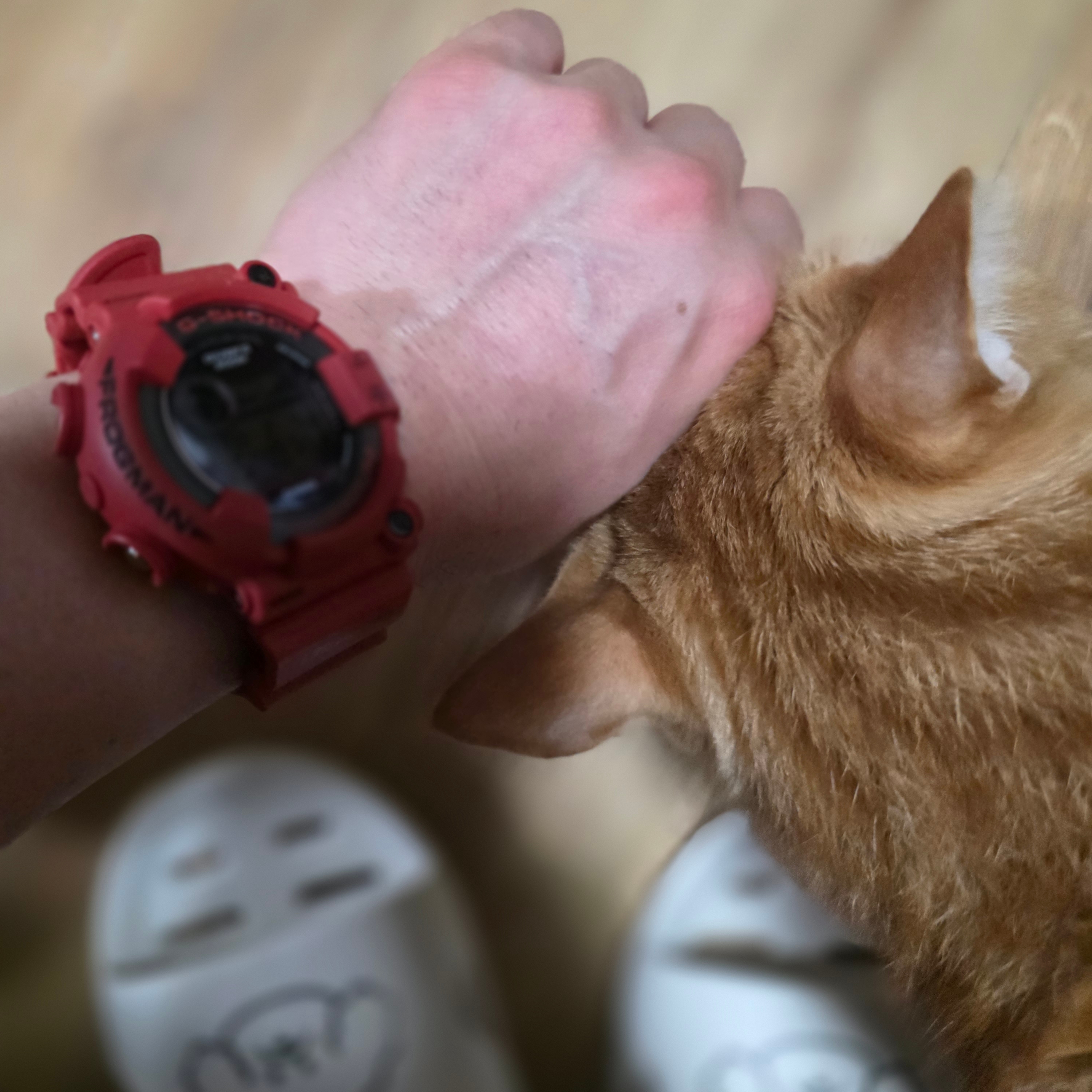 Casio G-Shock Frogman 30th Anniversary Limited Edition GW-8230NT-4 착용 스타일