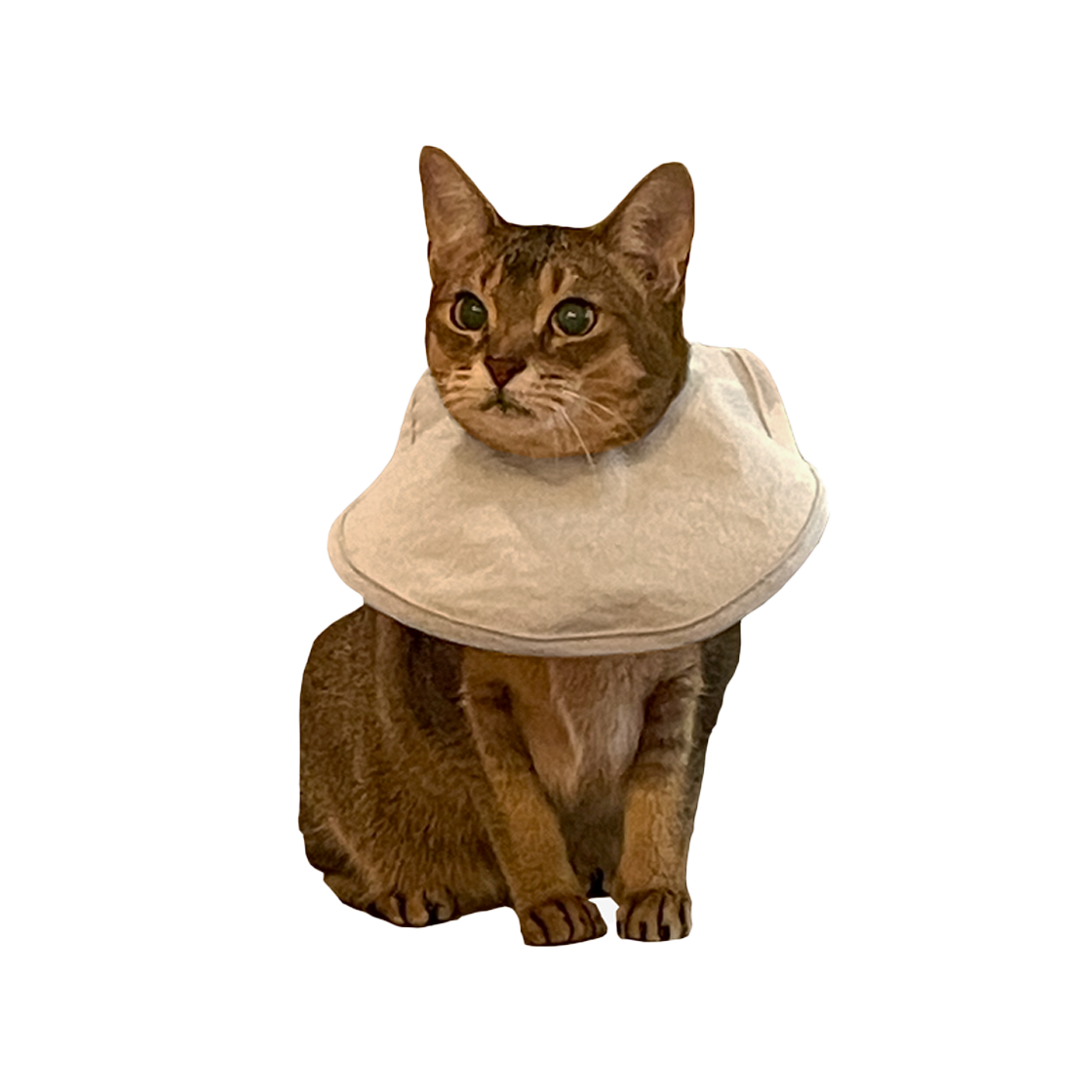 집에가야돼 고양이 케이프 넥카라(Gottagohome Cape neck collar for cats)