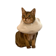 Gottagohome Cape neck collar for cats