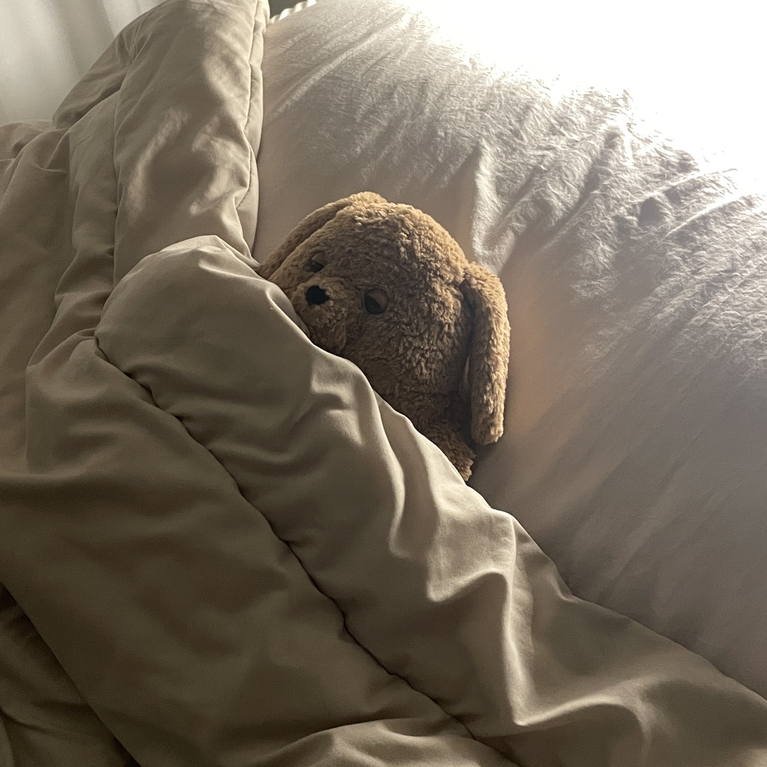 Jellycat Amore Dog Brown 착용 스타일