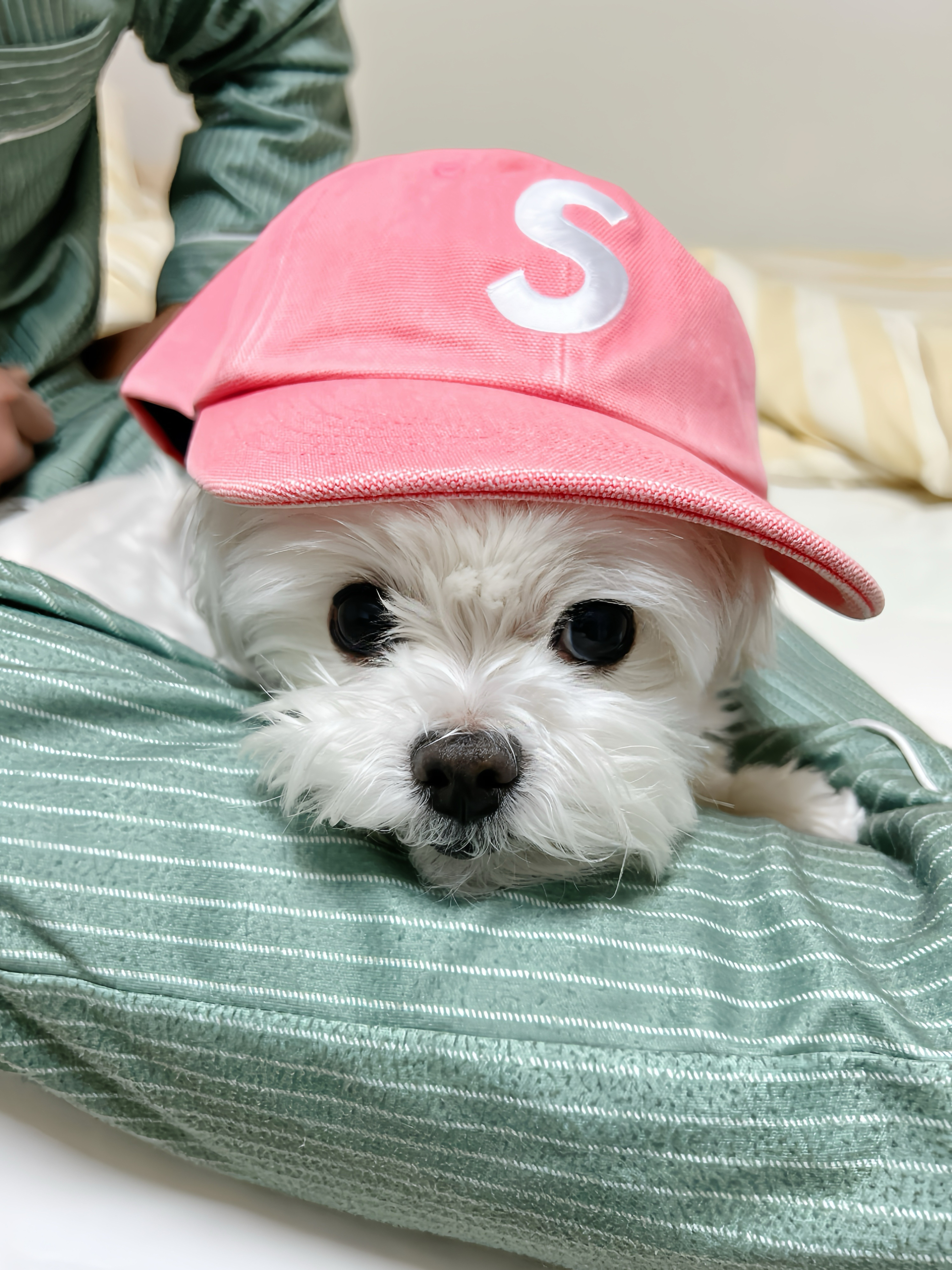 Supreme Pigment S Logo 6-Panel Bright Pink - 24FW 착용 스타일 - 2