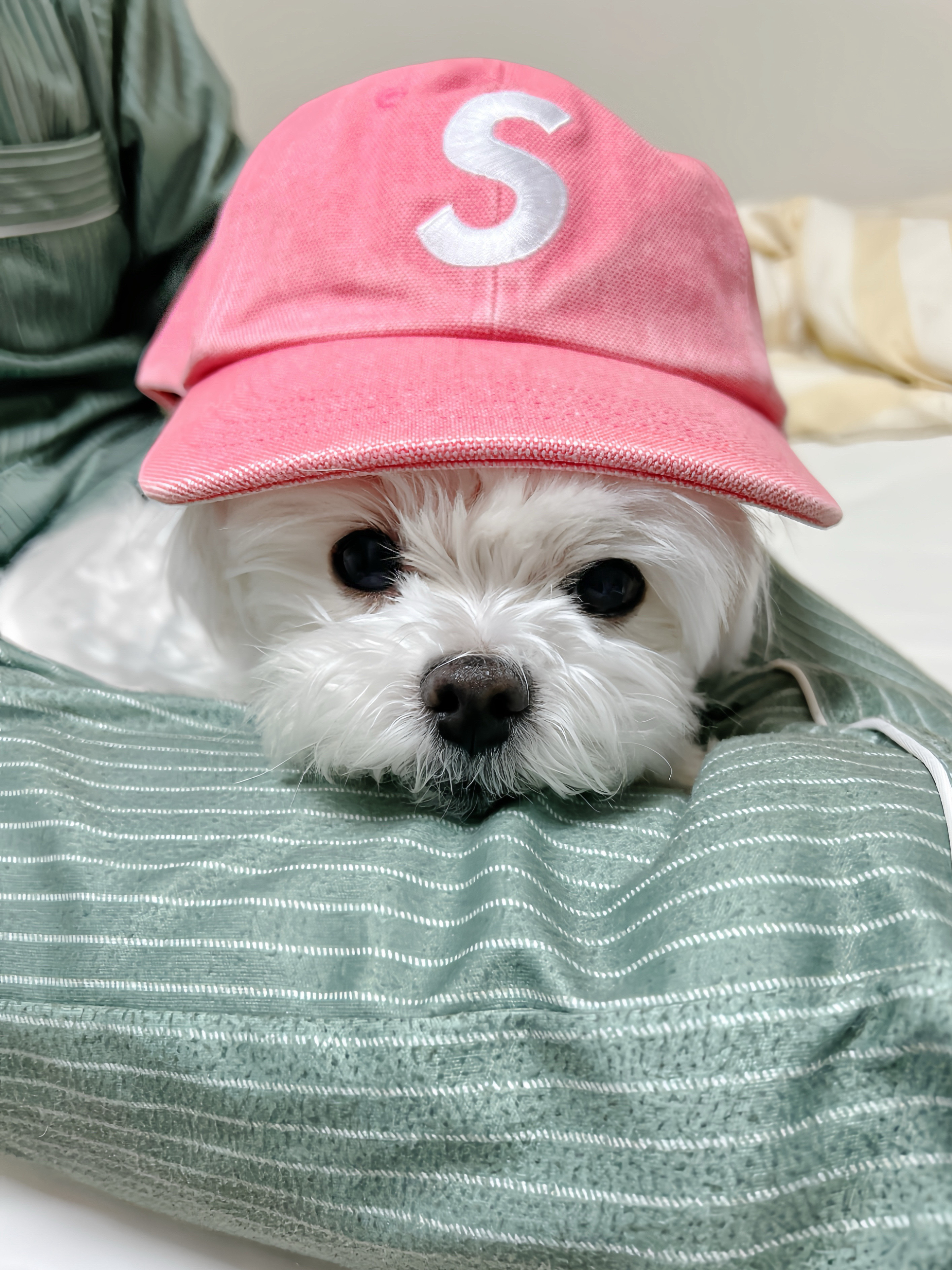 Supreme Pigment S Logo 6-Panel Bright Pink - 24FW 착용 스타일 - 1