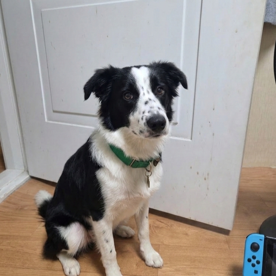 Nintendo Switch OLED Neon Blue Neon Red (Korean Ver.) 착용 스타일