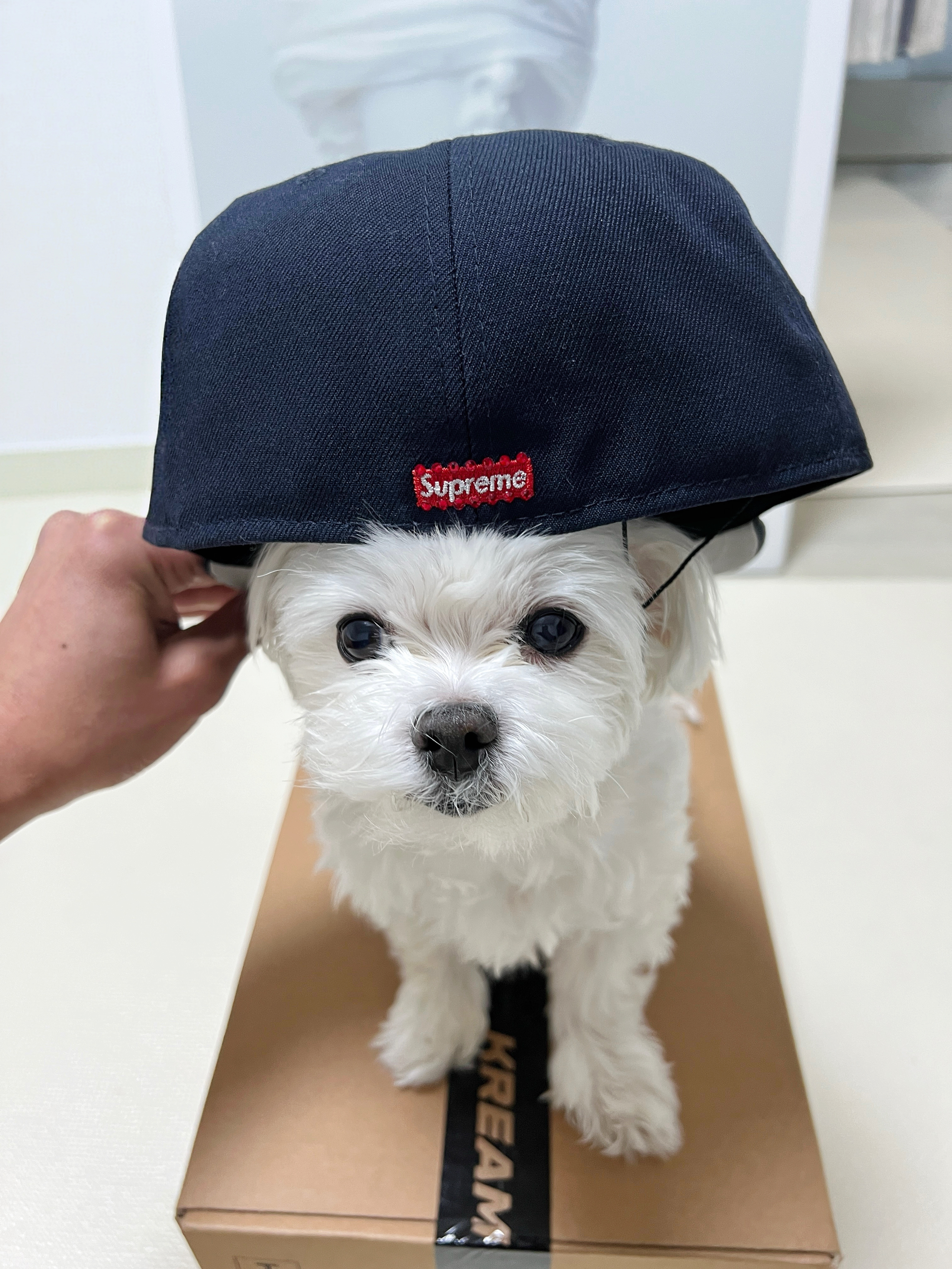 Supreme Swarovski S Logo New Era Navy - 25FW 착용 스타일 - 1