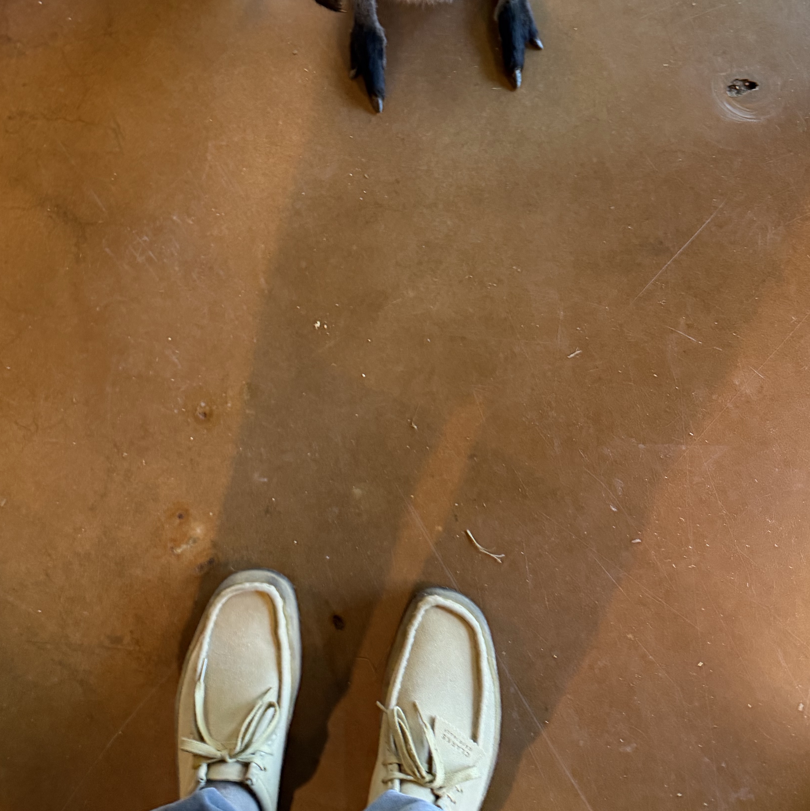 Clarks Wallabee Maple Suede 착용 스타일 - 2