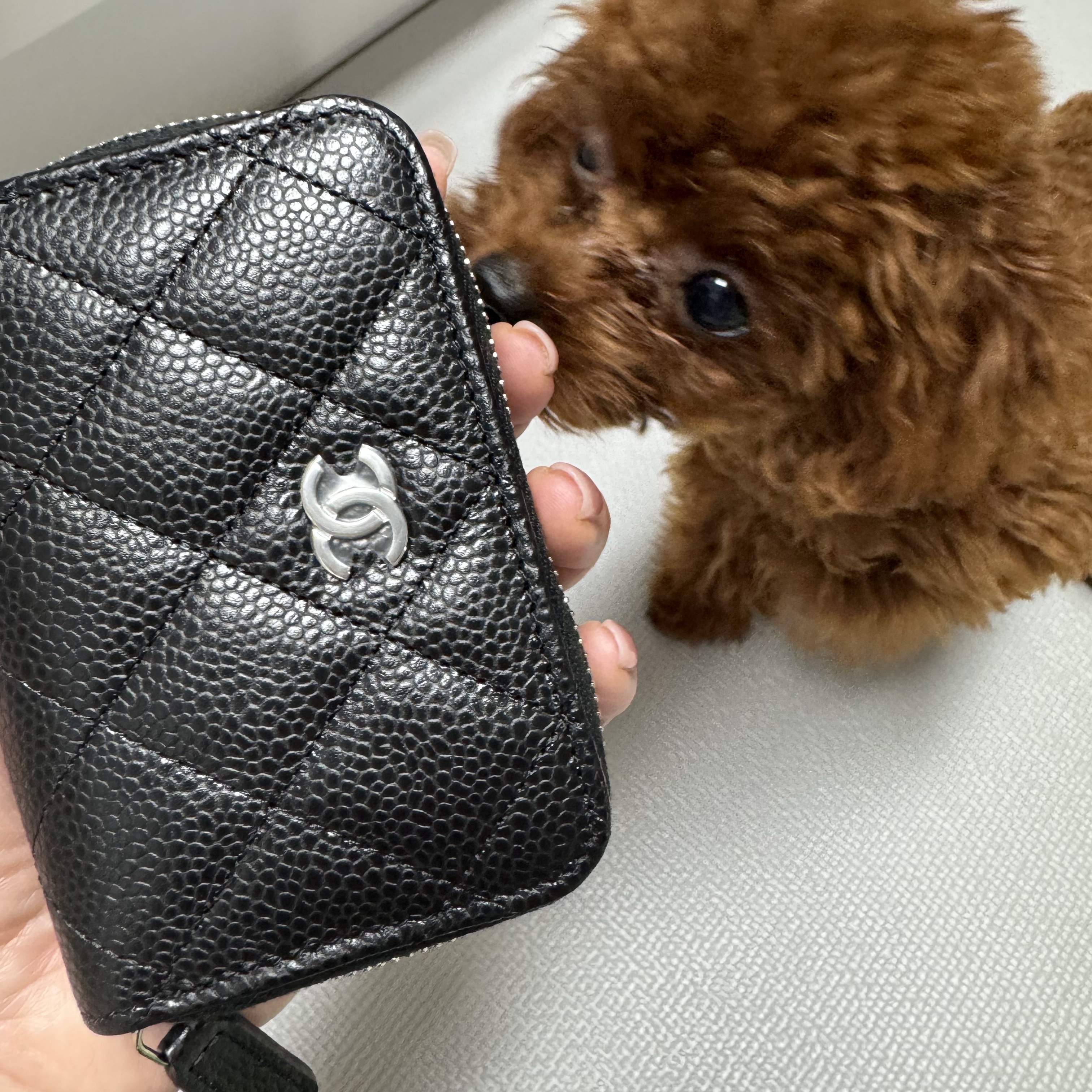 Chanel Classic Zipped Coin Purse Grained Calfskin & Silver Black 착용 스타일