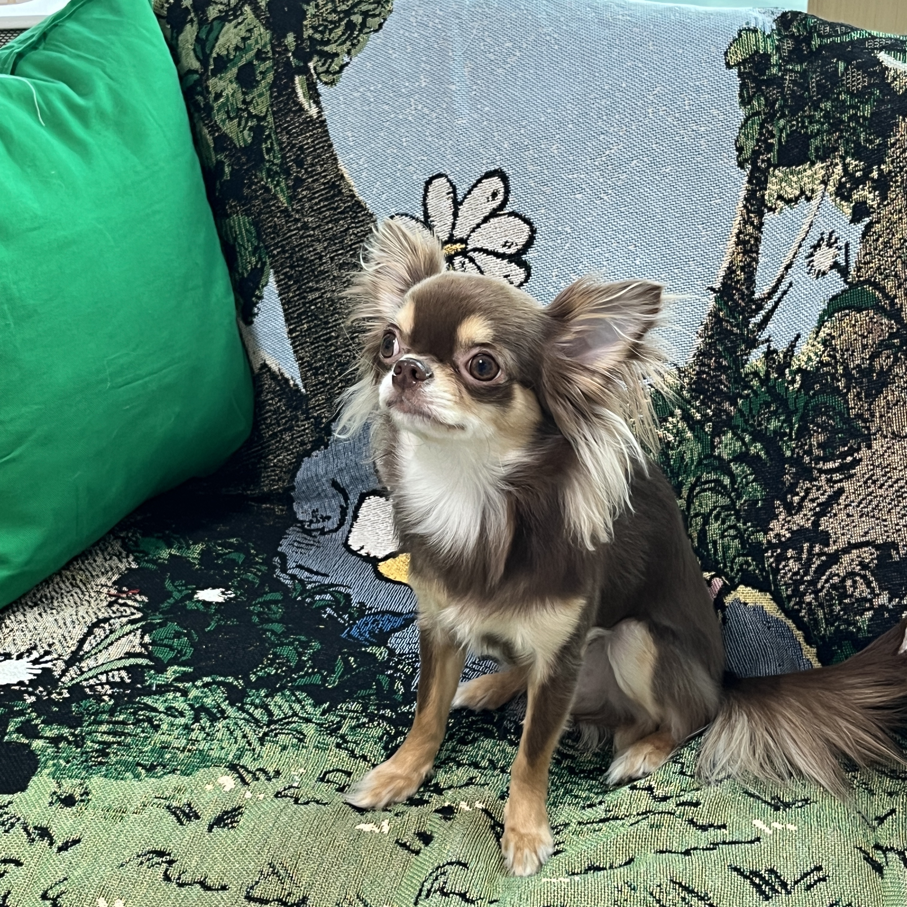 Zo&Friends Woven Blanket 착용 스타일