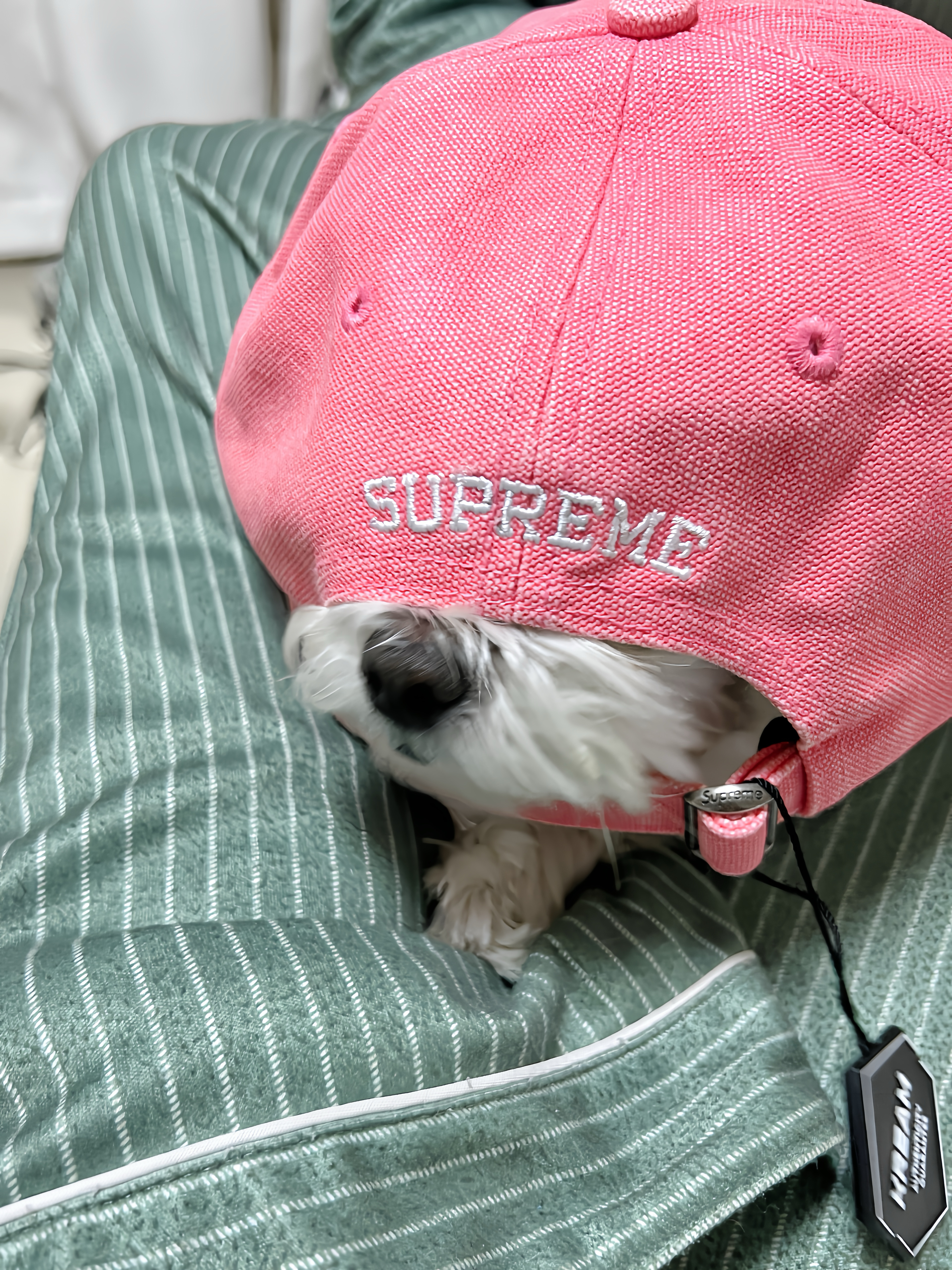 Supreme Pigment S Logo 6-Panel Bright Pink - 24FW 착용 스타일 - 1