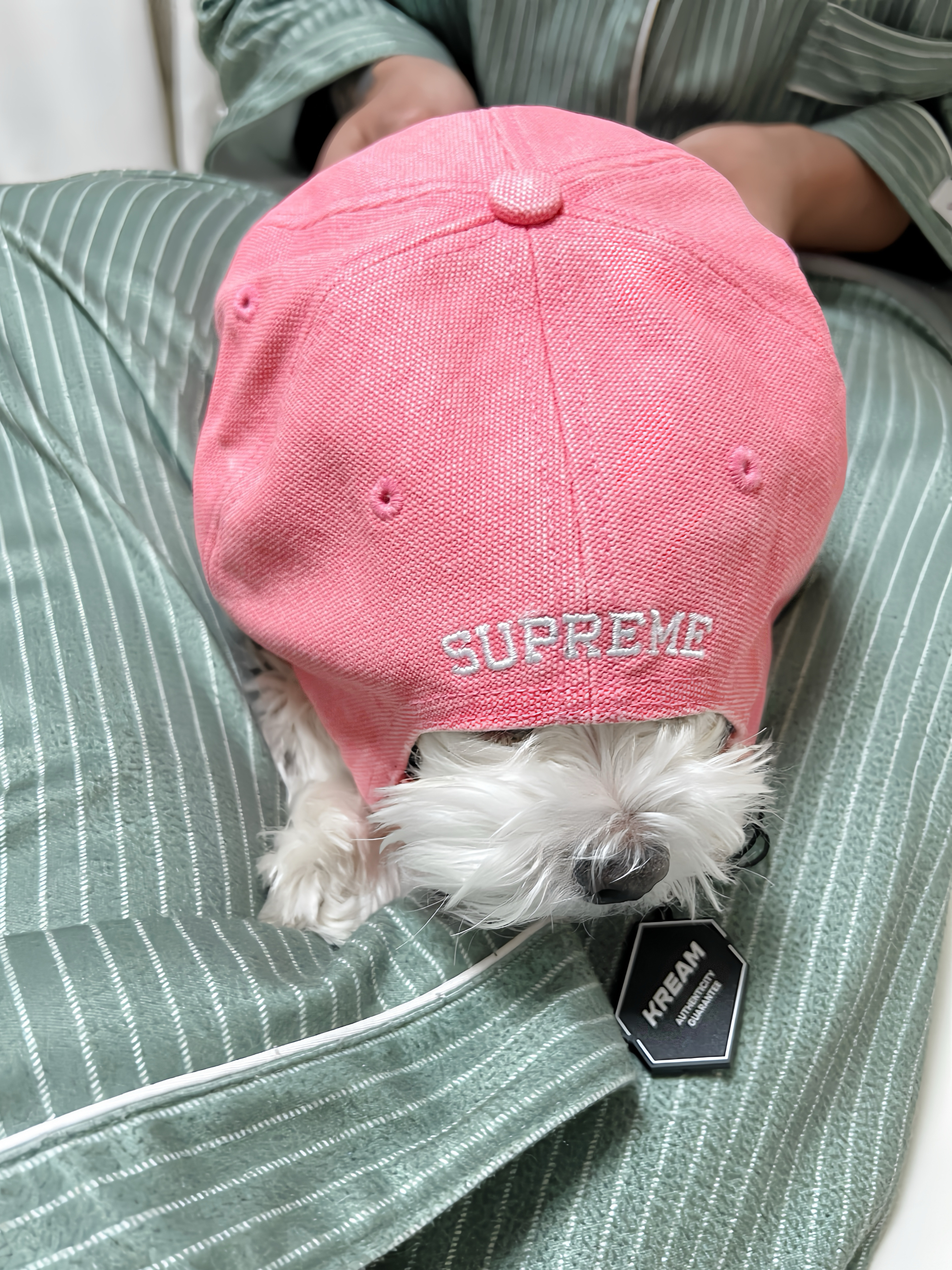 Supreme Pigment S Logo 6-Panel Bright Pink - 24FW 착용 스타일 - 2