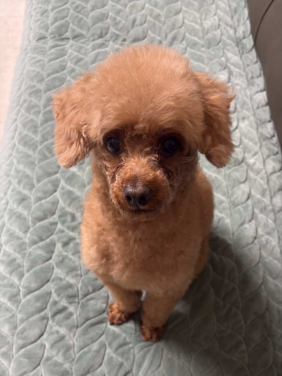 ETCE Ghost Cap Brown Camo, Marshall Monitor II A.N.C Black (Korean Ver.) 착용 스타일 - 2