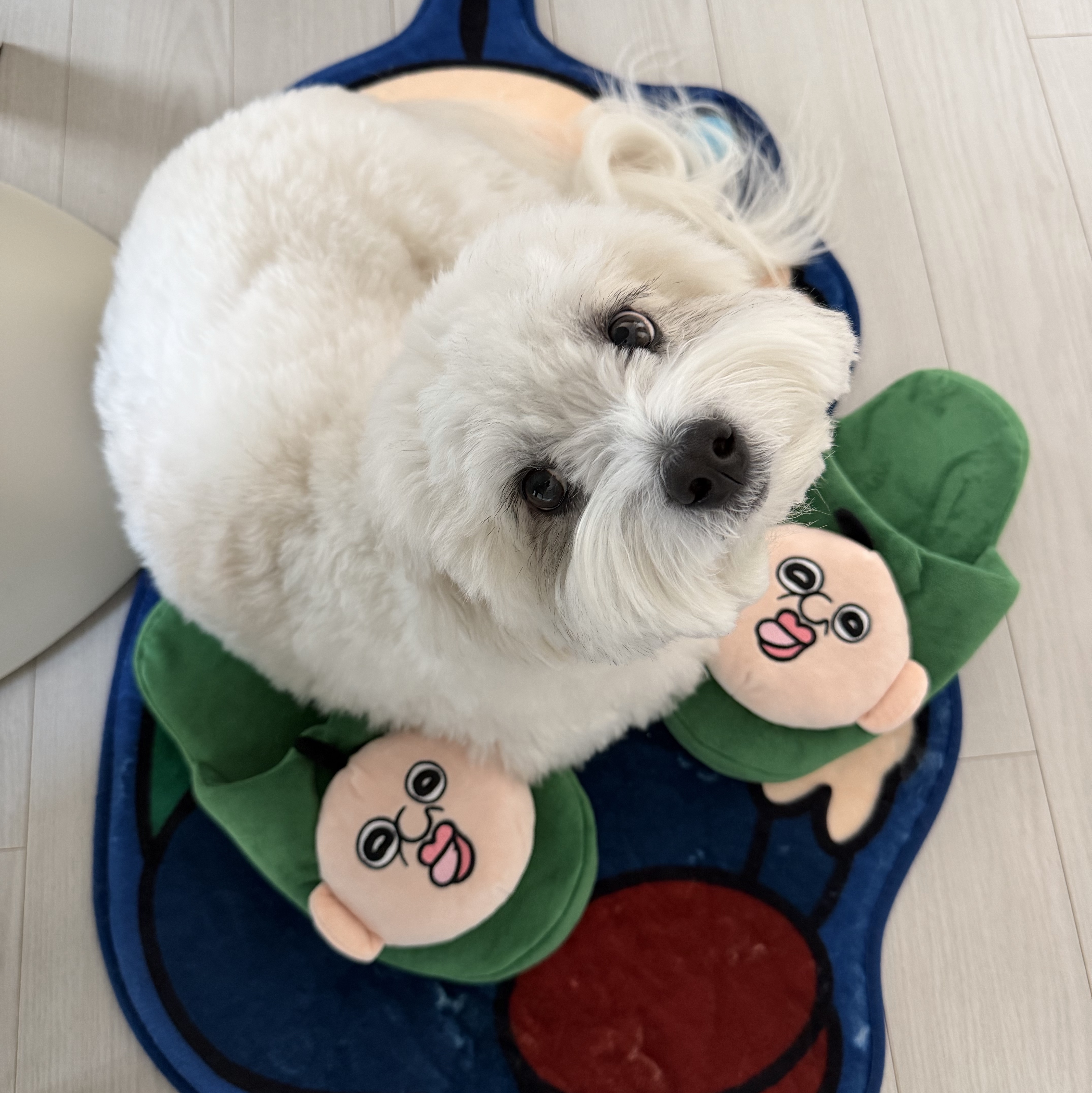 Bbangbbang Rug 착용 스타일