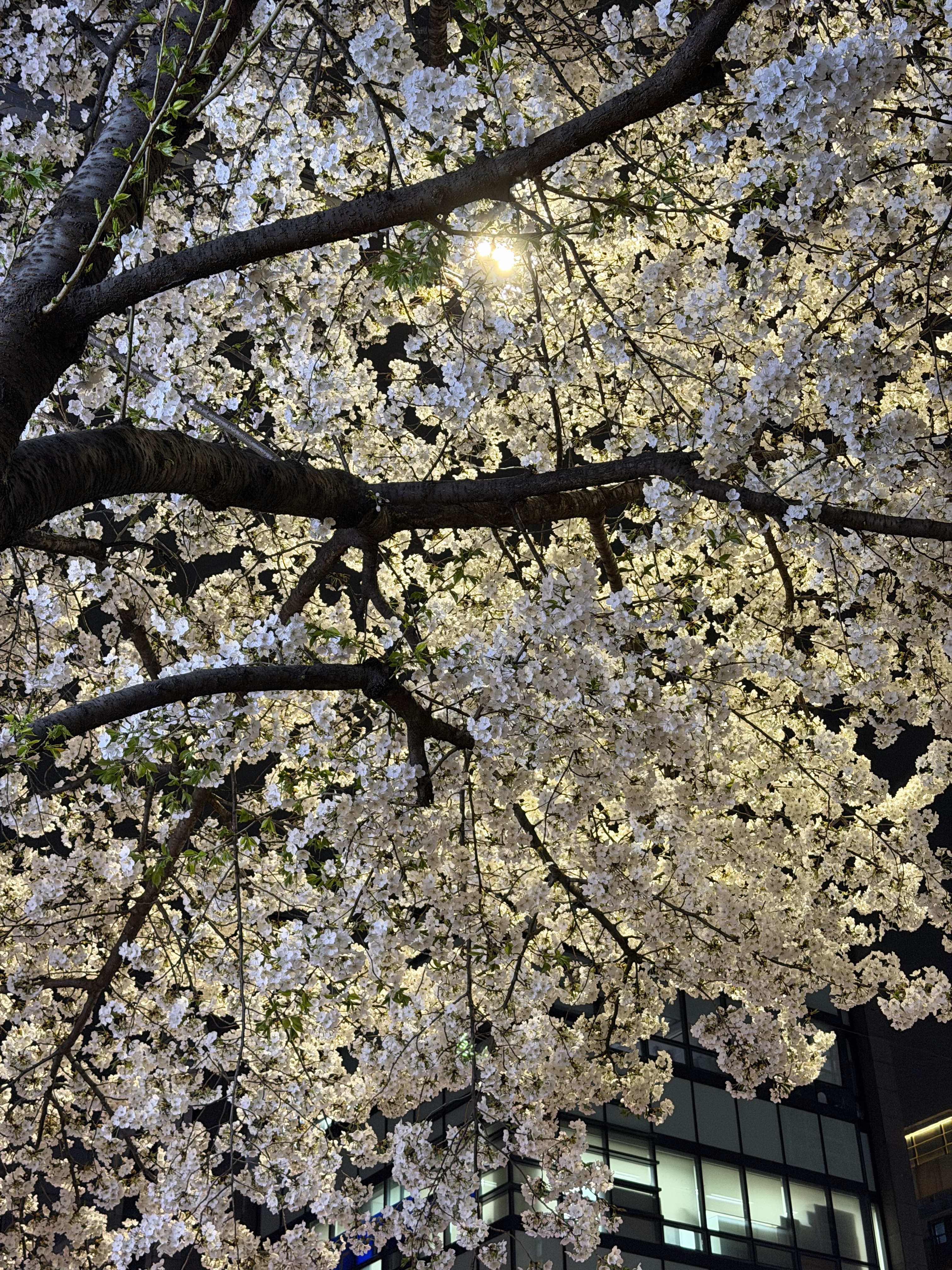 New Era MLB New York Yankees Pillbox Series Ball Cap Navy, Levi's x Jordan Baggy Jean Black 착용 스타일 - 2